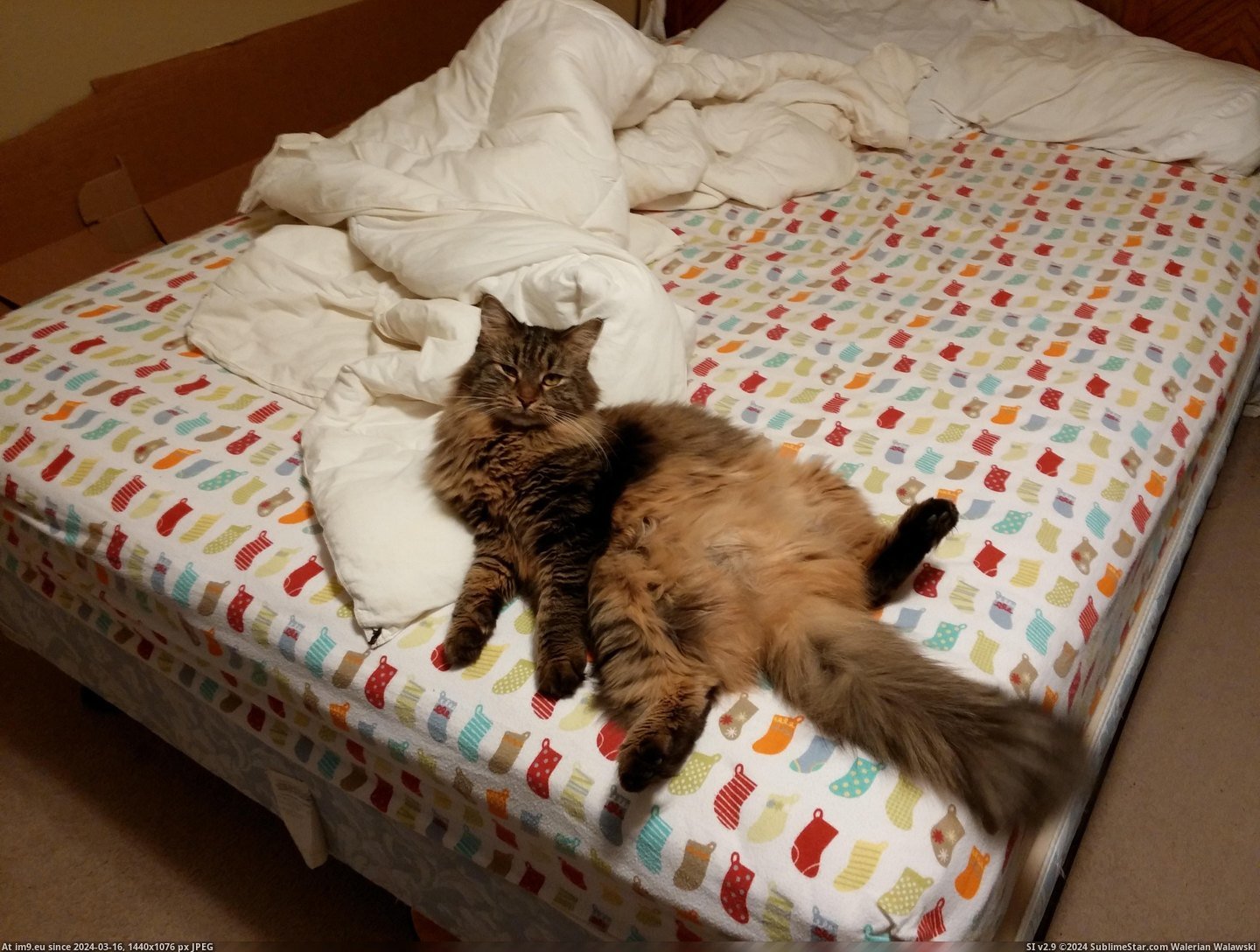 #Cats #Cat #Fluffy #Malak #Outgoing #Boy #Super [Cats] My cat Malak, a super outgoing and fluffy boy, he's the best. 3 Pic. (Image of album My r/CATS favs))