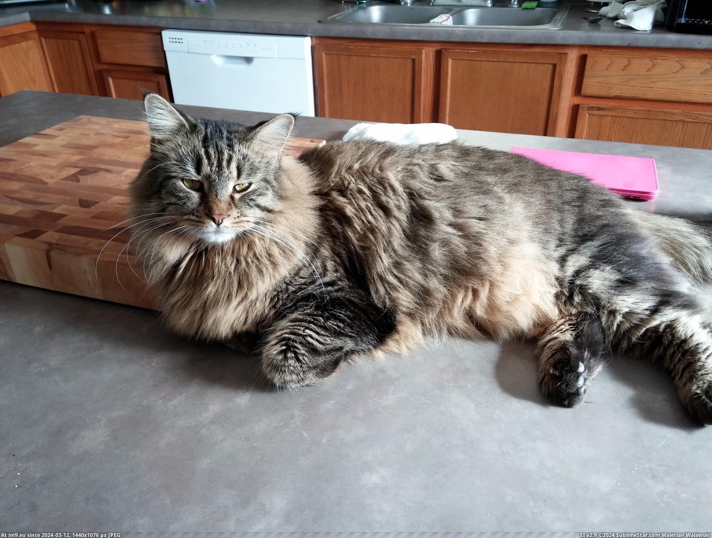 #Cats #Cat #Fluffy #Malak #Outgoing #Boy #Super [Cats] My cat Malak, a super outgoing and fluffy boy, he's the best. 4 Pic. (Image of album My r/CATS favs))