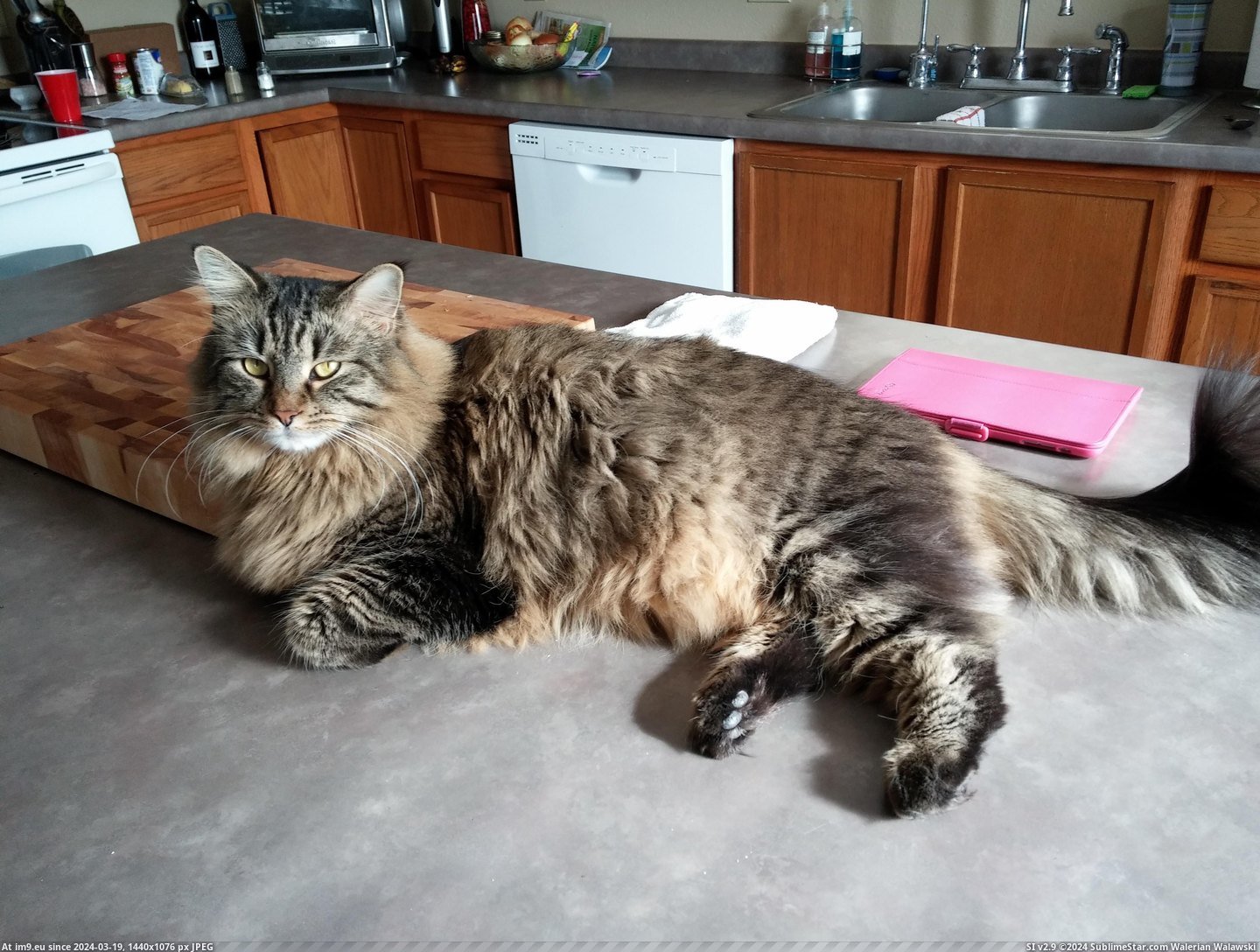 #Cats #Cat #Fluffy #Malak #Outgoing #Boy #Super [Cats] My cat Malak, a super outgoing and fluffy boy, he's the best. 5 Pic. (Image of album My r/CATS favs))