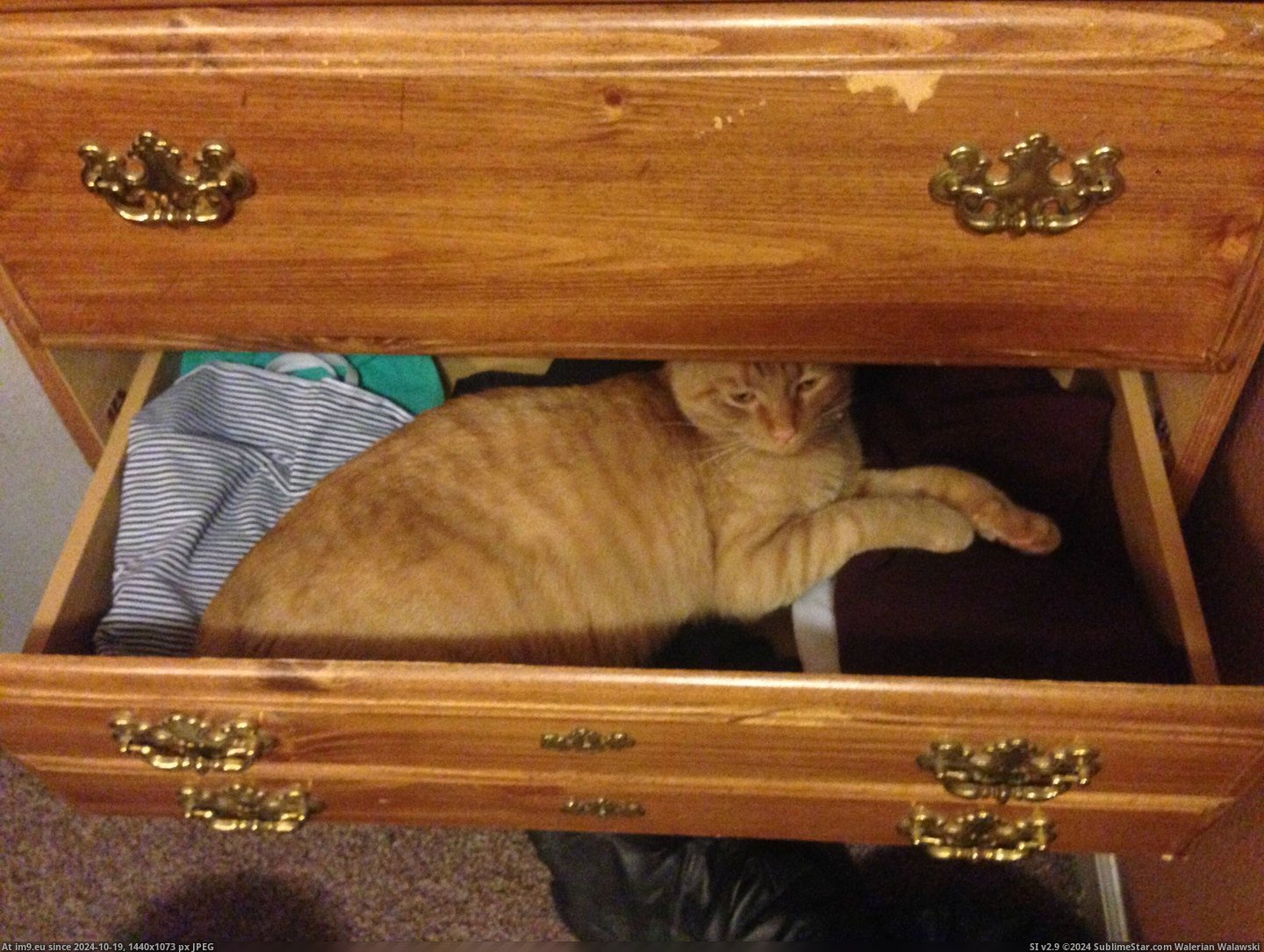 #Cats #Productive #Cat [Cats] My cat seriously has something against being productive 9 Pic. (Изображение из альбом My r/CATS favs))