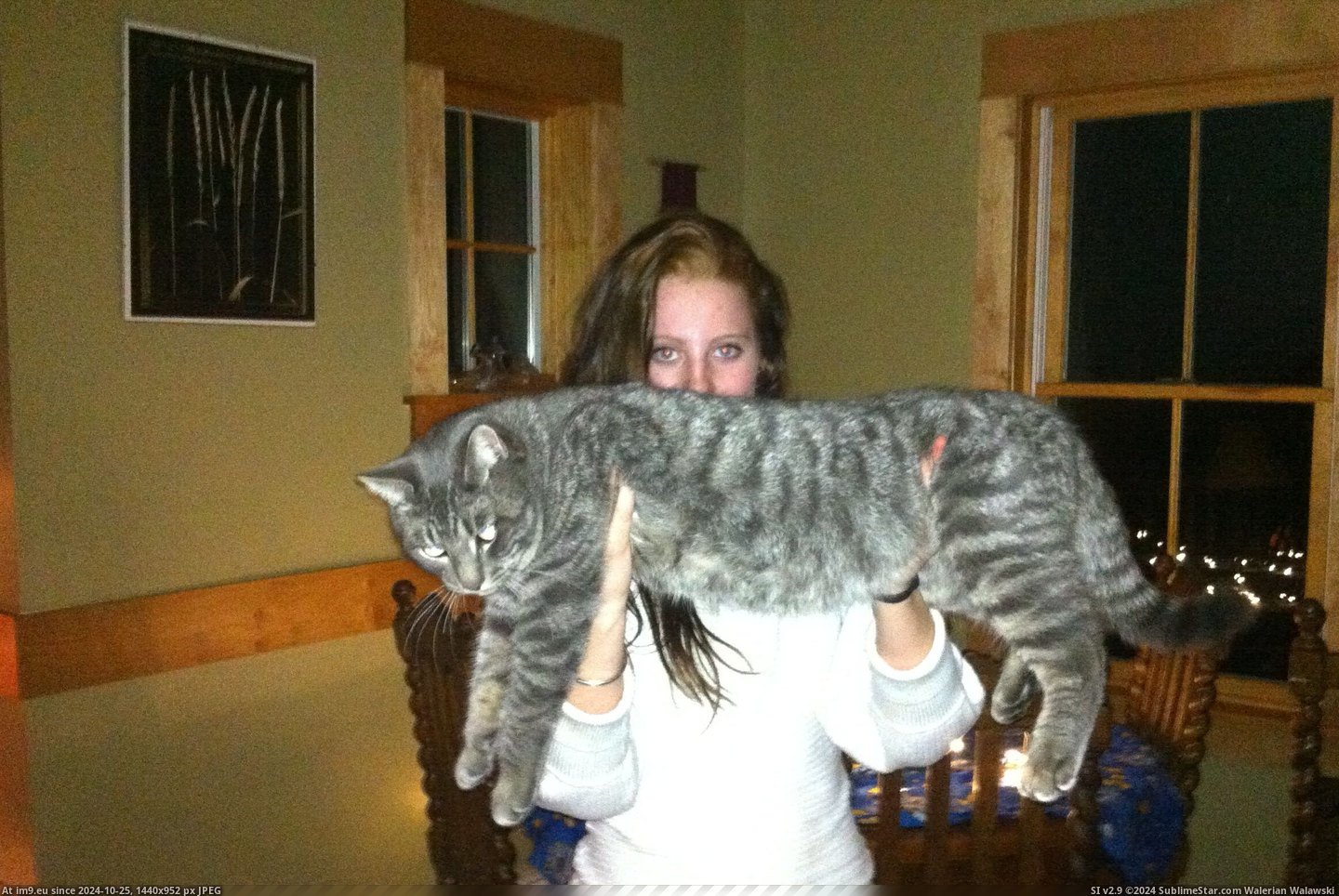 #Cats #Dude #Cat [Cats] My cat, The Dude 5 Pic. (Image of album My r/CATS favs))