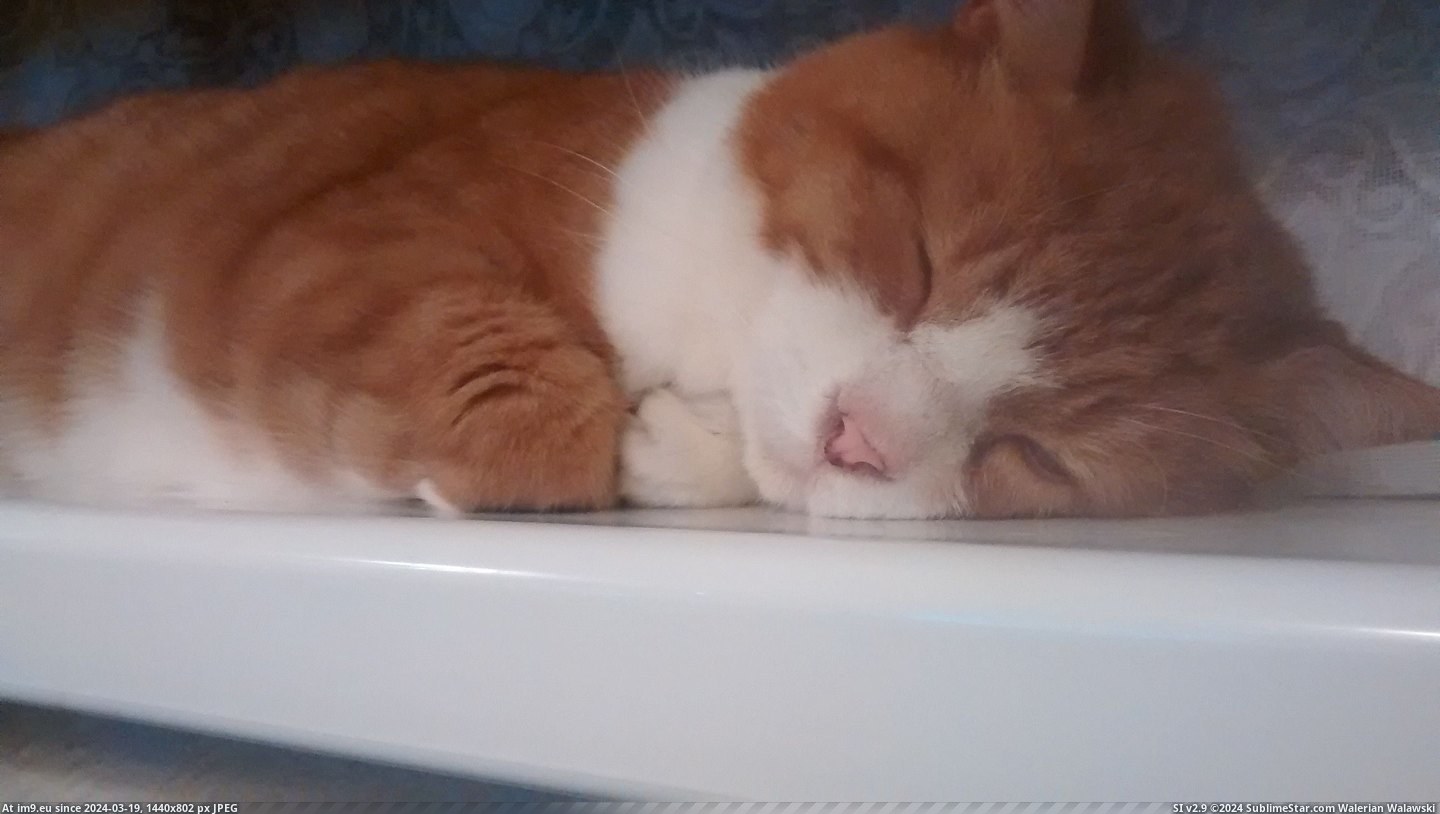 #Cats #Year #Old #Victor #Windowsill #Dad #Adopted #Claimed [Cats] My dad just adopted 10 year old Victor. He's claimed the windowsill as his :) Pic. (Image of album My r/CATS favs))