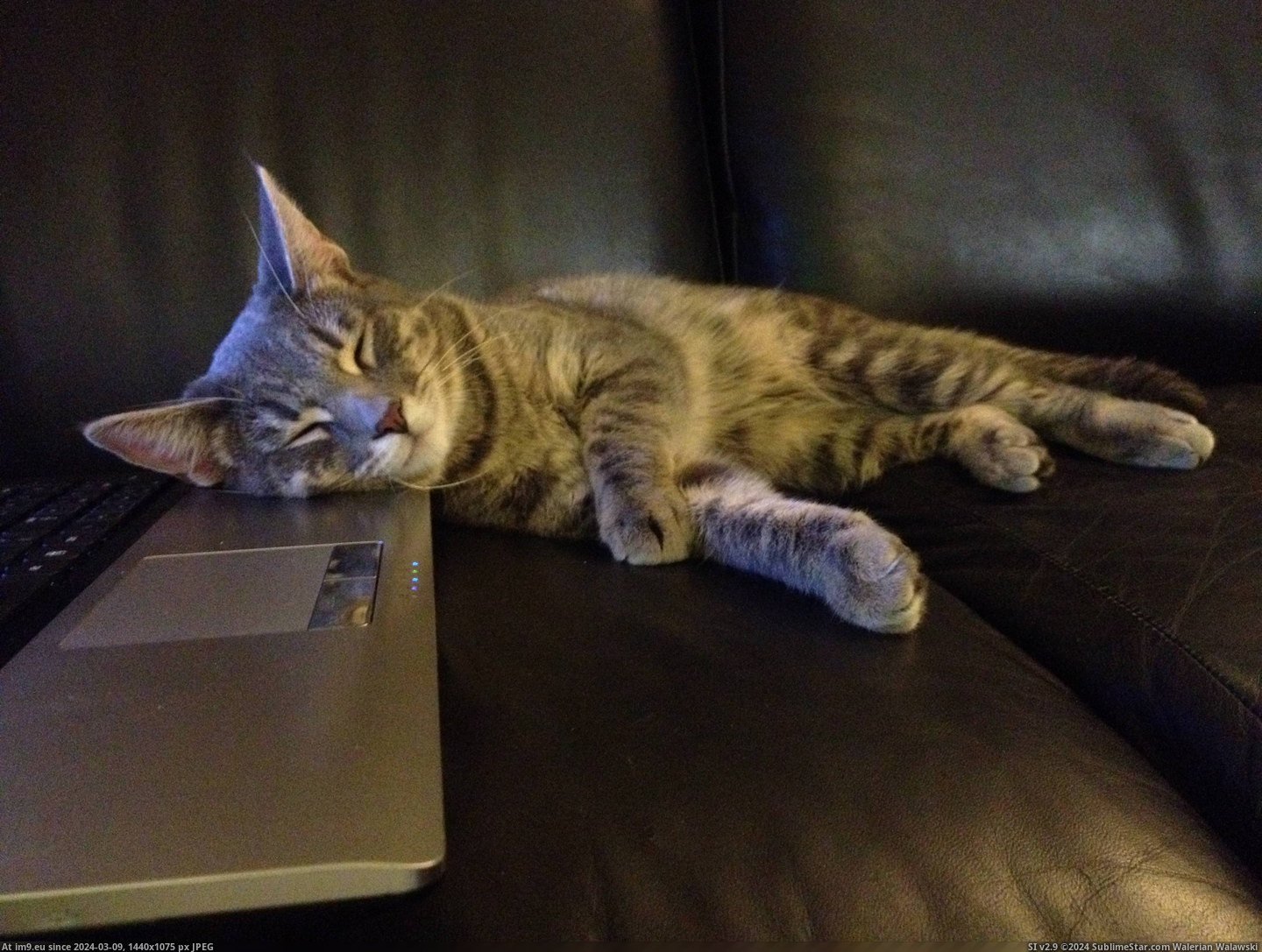 #Cats #Cat #Girlfriend #Passing #Keyboards #Week #Adopted #Addicted [Cats] My girlfriend and I adopted a cat last week. He's already addicted to Reddit and passing out on keyboards. Pic. (Image of album My r/CATS favs))