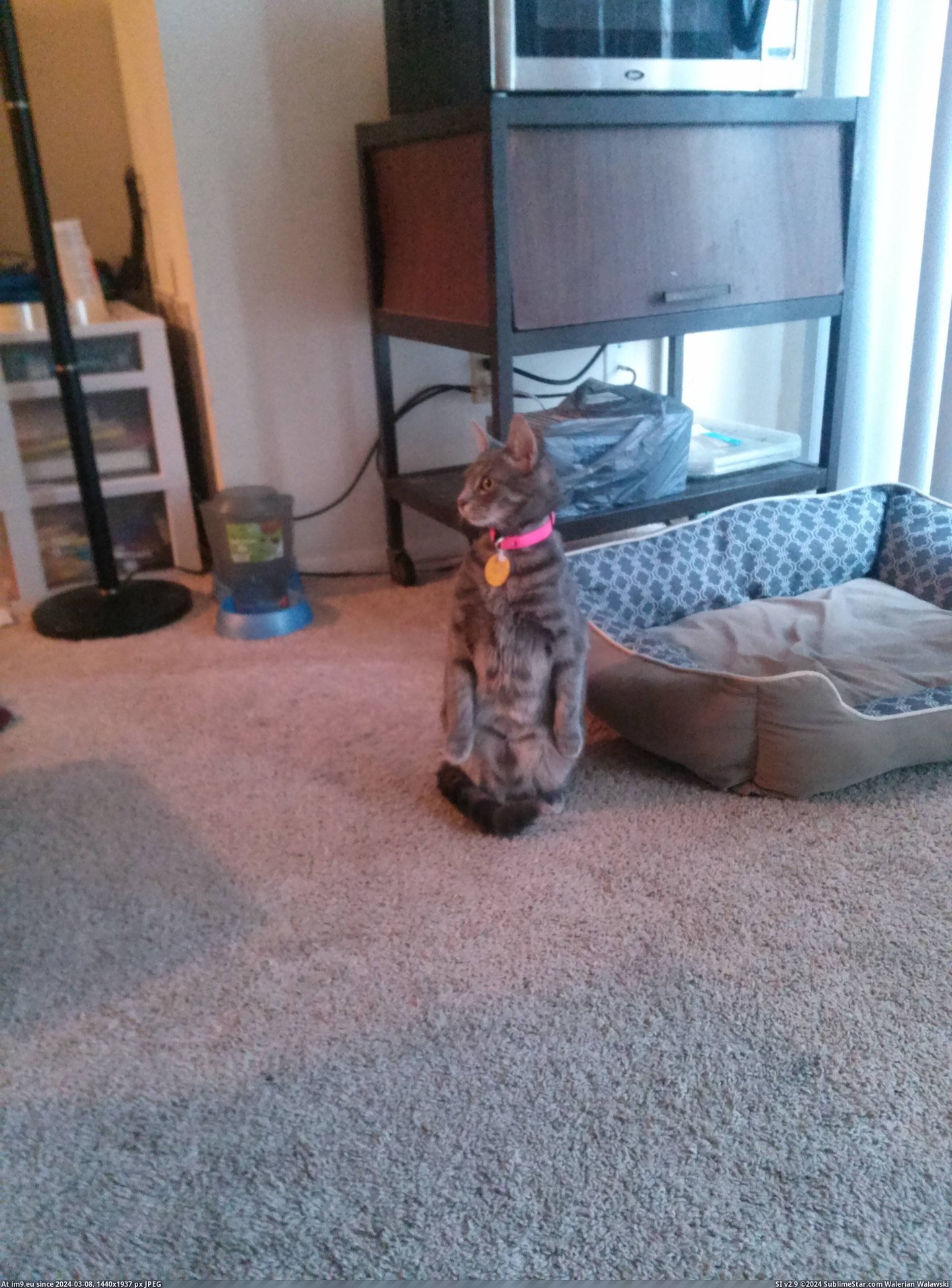 #Cats #Thinks #Meerkat #Kitten [Cats] My kitten thinks she is a meerkat Pic. (Image of album My r/CATS favs))