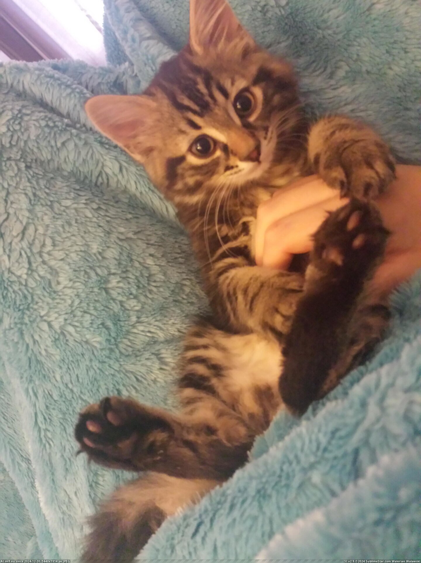 #Cats #Feet #Rosco #Love [Cats] My Little Rosco ♡ love his feet!!! Pic. (Obraz z album My r/CATS favs))