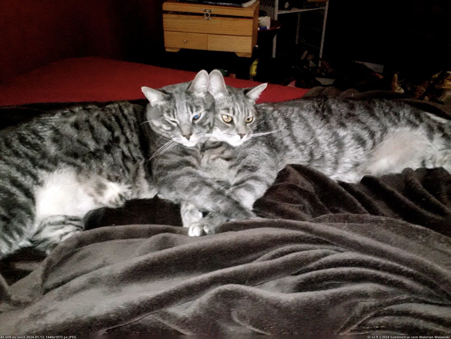 #Cats #Everyday #Cuddle #Twin [Cats] My twin cats cuddle like this everyday. Pic. (Image of album My r/CATS favs))