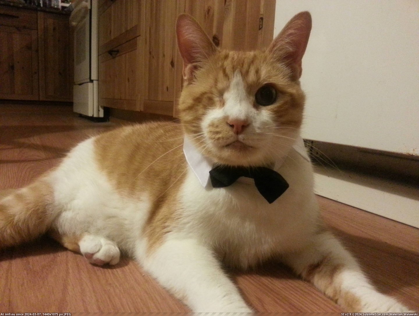 #Cats #Tie #Newton #Bow #Dapper [Cats] Newton, looking quite dapper in his new bow-tie Pic. (Obraz z album My r/CATS favs))