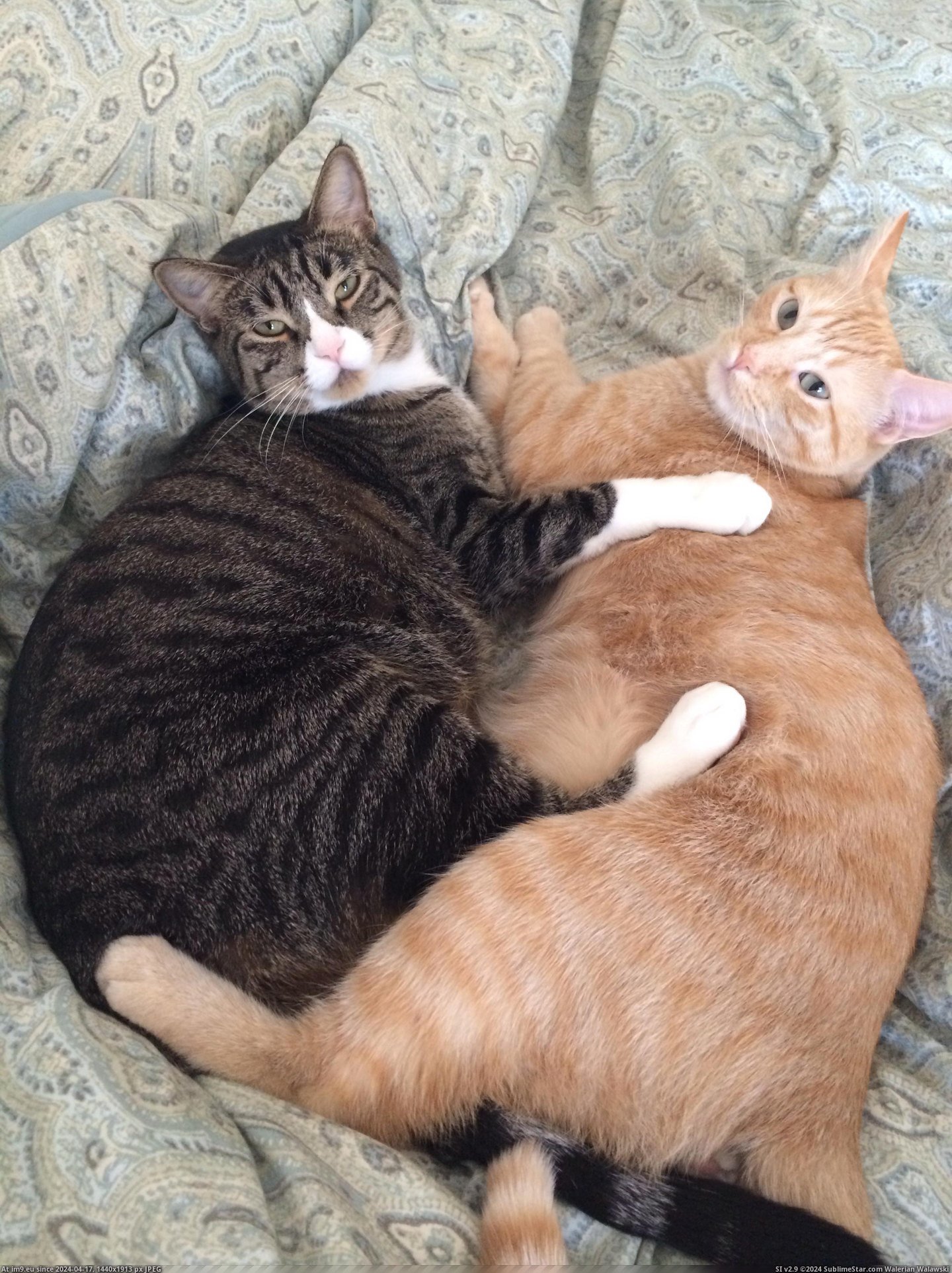 #Cats  #Interrupting [Cats] Oh, sorry, am I interrupting? Pic. (Изображение из альбом My r/CATS favs))