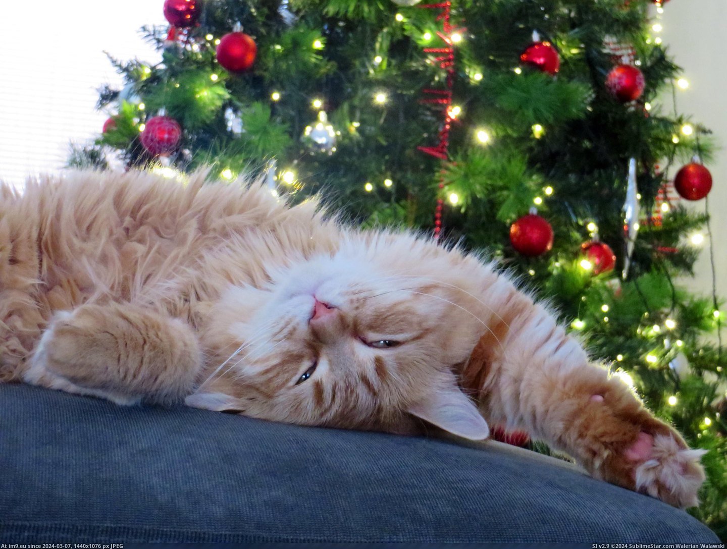 #Cats #One #Pose #Christmas #Tree [Cats] Ok then, one more pose before we take down the Christmas tree. Pic. (Obraz z album My r/CATS favs))