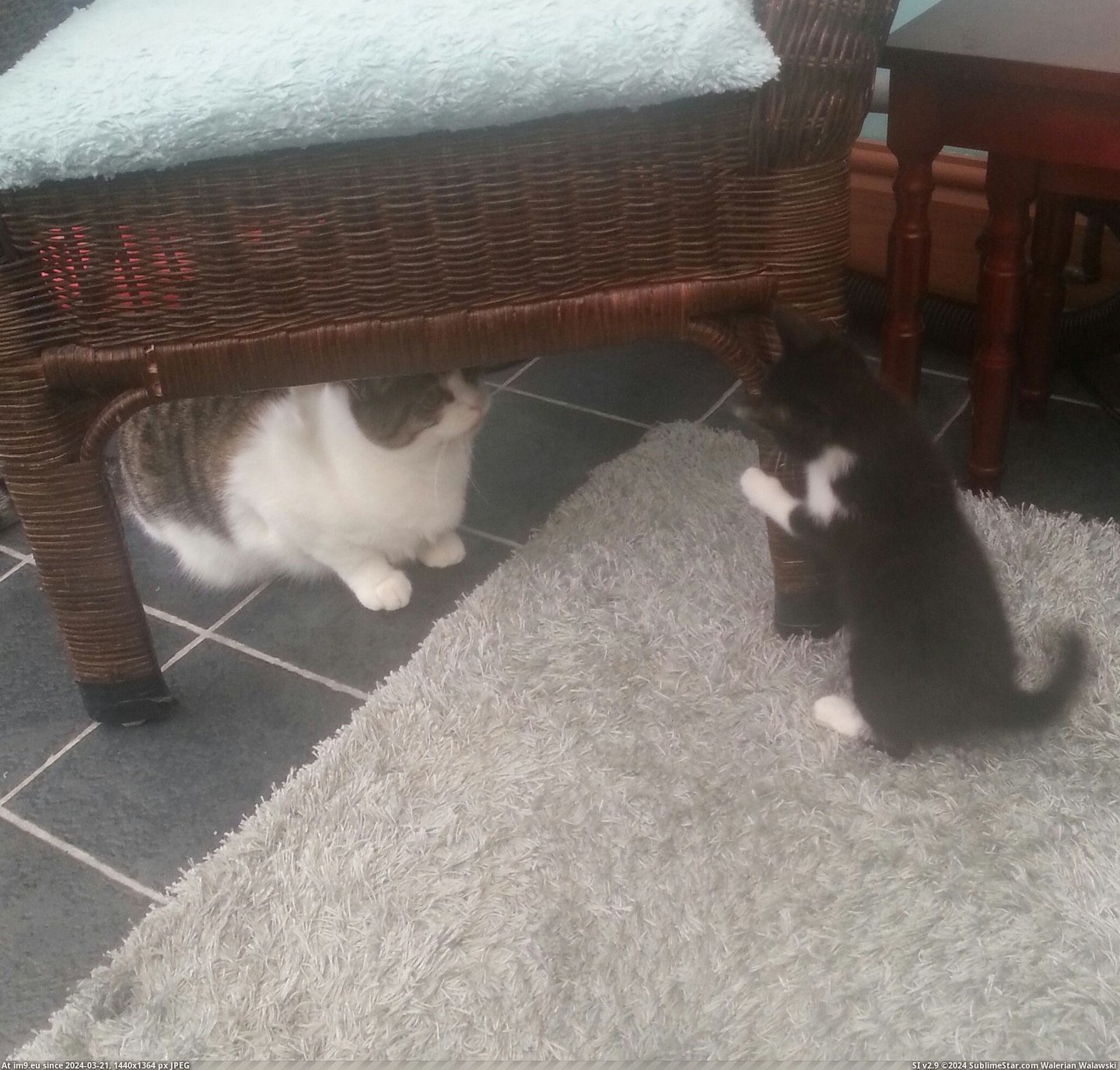 #Cats #Cat #New #Kitten #Safe #Meets #Unimpressed #She #Our #Say #Totally [Cats] Our cat meets the new kitten, safe to say she's totally unimpressed. Pic. (Image of album My r/CATS favs))