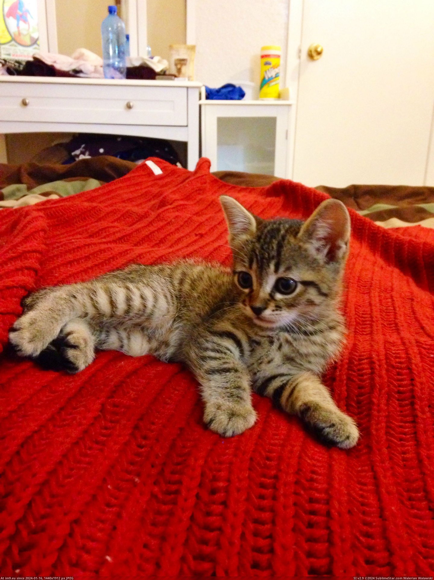 #Cats #New #Kitten #Too #Figured #Belonged #Jester #Meet #Our #Posted [Cats] Posted this in r-aww, figured it belonged here too. Meet our new kitten, Jester! 8 Pic. (Obraz z album My r/CATS favs))