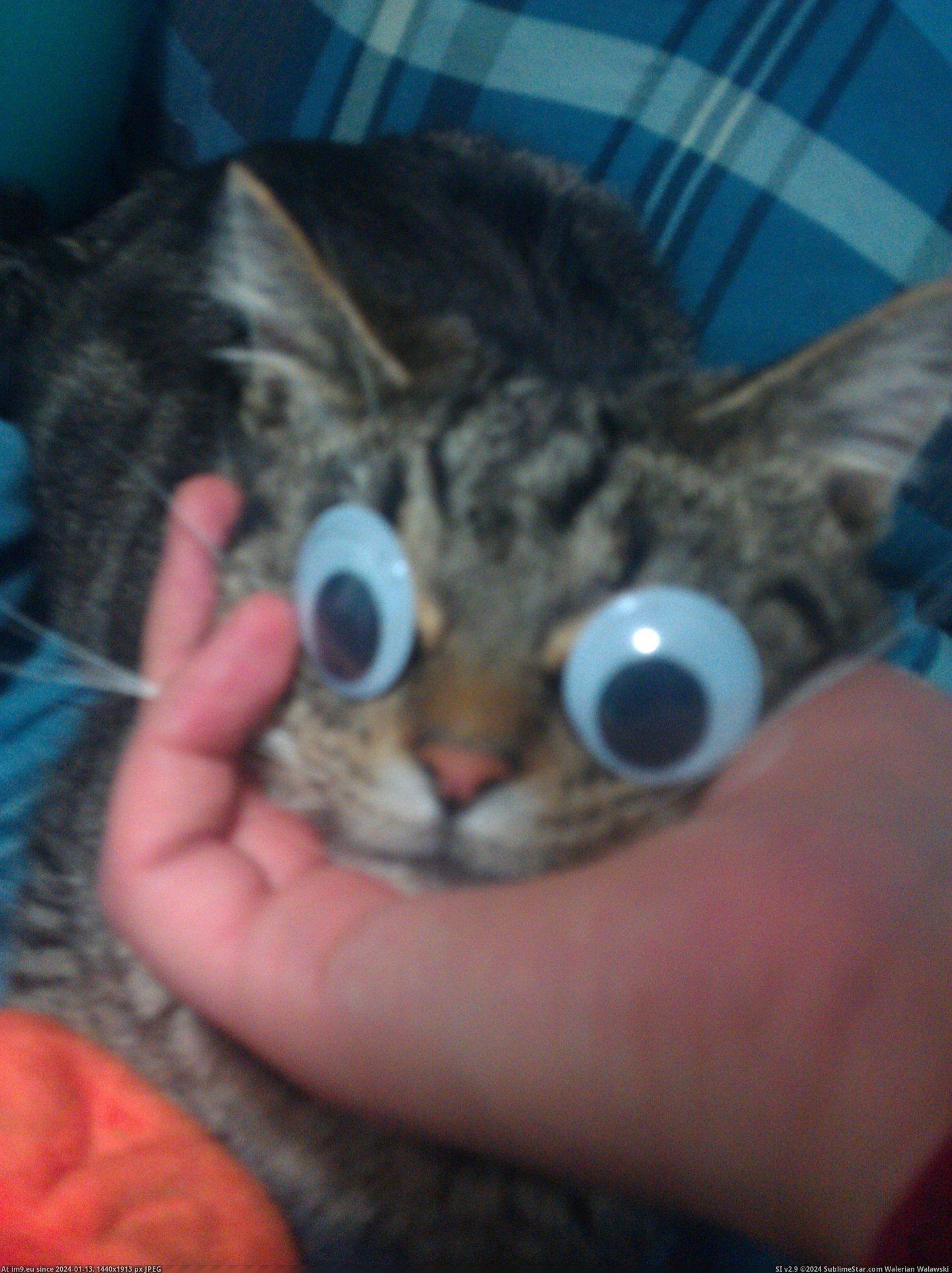 #Cats #Cat #Hilarious #Googly #Eyes #Put [Cats] Put googly eyes on my cat, he looks hilarious. Pic. (Obraz z album My r/CATS favs))