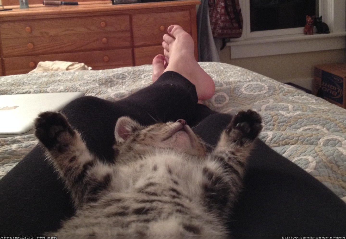 #Cats #Day #Cleaning #Putting #Feet #Long [Cats] Putting our feet up after a long day of cleaning. Pic. (Image of album My r/CATS favs))