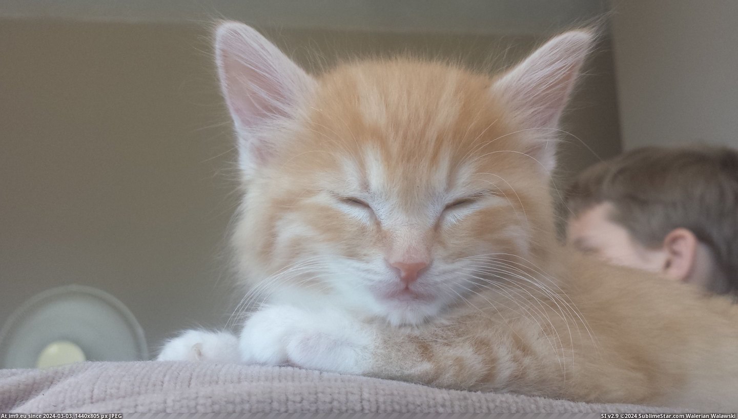 #Cats #Kitty #Ginger #Tiny [Cats] Reddit! I got a tiny ginger kitty! Pic. (Image of album My r/CATS favs))