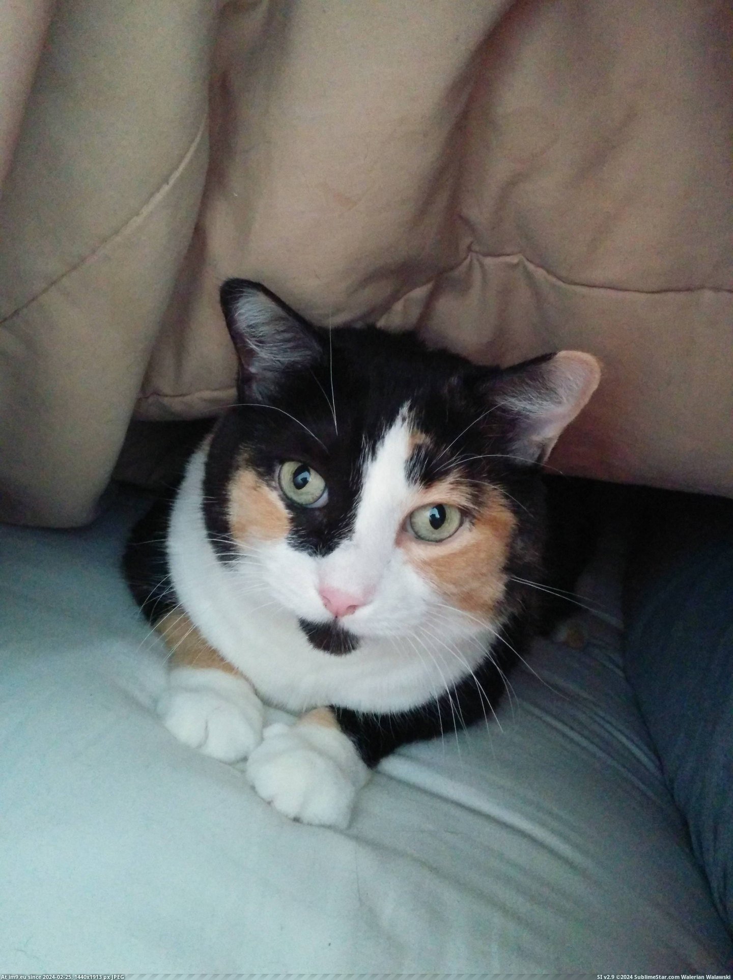 #Cats #Wife #Adorable #Noises #Blankets #Pushes #Chirping #Attention #Pay #Tunnels [Cats] She pushes my wife and I apart, tunnels under the blankets, and makes adorable chirping noises until we pay attention to  Pic. (Image of album My r/CATS favs))