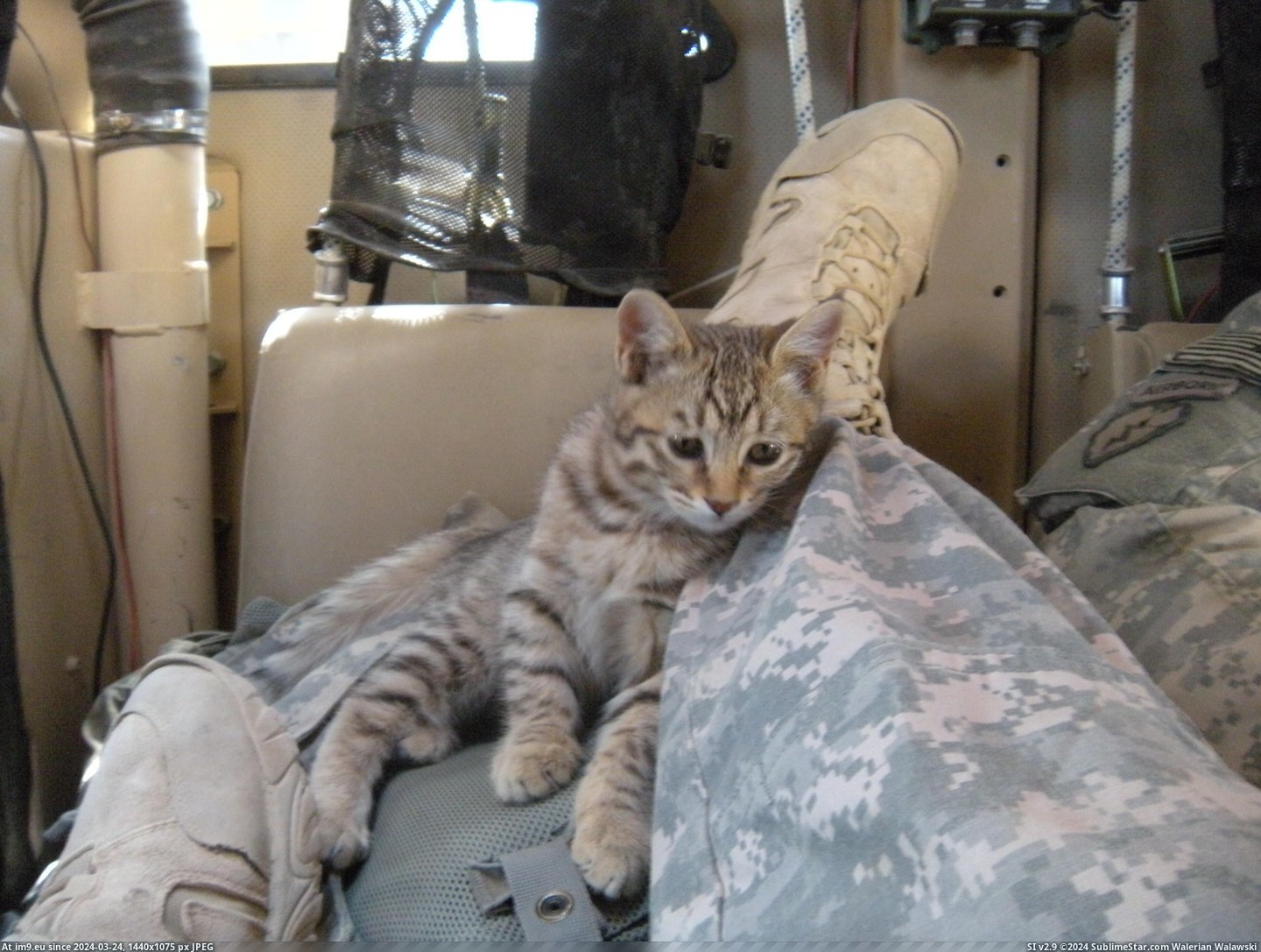 #Cats #You #Kitty #Veterans #Maxpro #Day #Present [Cats] Since it's Veterans day, I present to you...Maxpro kitty. 5 Pic. (Obraz z album My r/CATS favs))