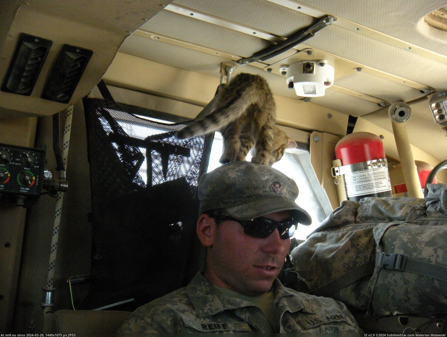 #Cats #You #Kitty #Veterans #Maxpro #Day #Present [Cats] Since it's Veterans day, I present to you...Maxpro kitty. 6 Pic. (Obraz z album My r/CATS favs))