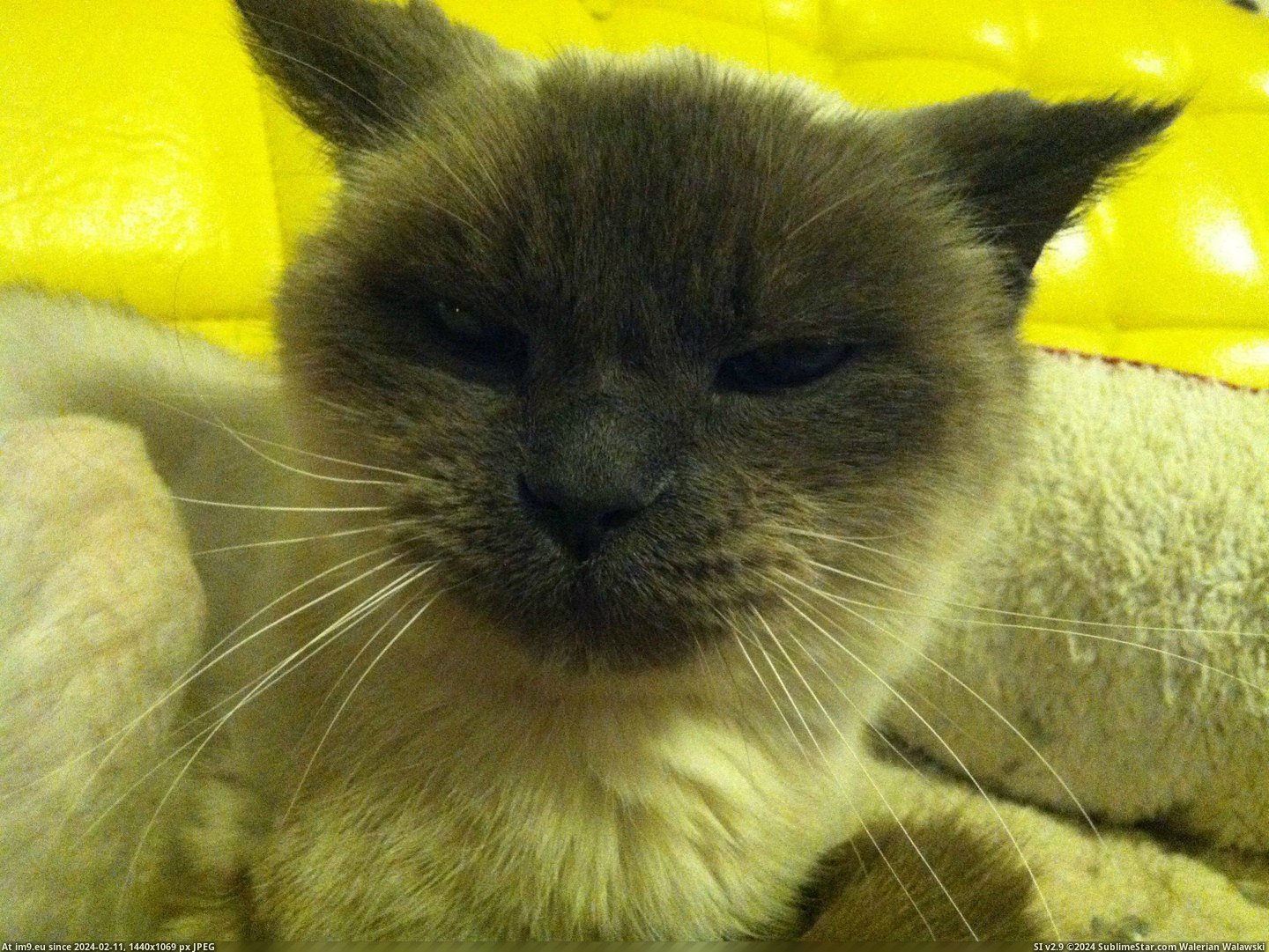 #Cats #Years #Old #Sixteen #Deaf #Man #Left #Blind [Cats] Sixteen years old, blind, deaf, declawed, he was left outside to fend for himself. I intend to give this old man a more c Pic. (Image of album My r/CATS favs))