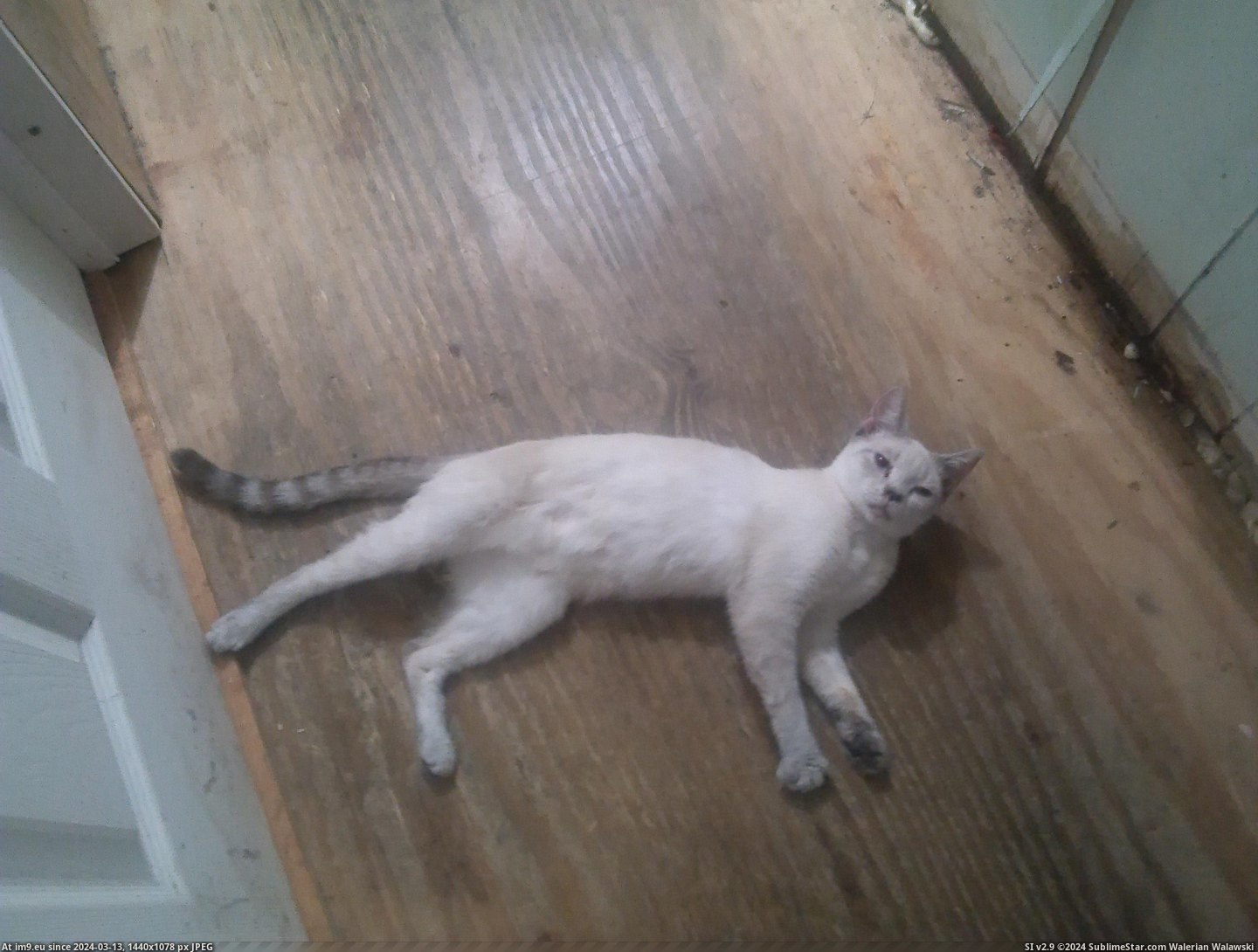 #Cats #Likes #Door #Stretching #Meowing #Sitting #Bedroom #Snowy [Cats] Snowy likes sitting outside of my bedroom door, meowing and stretching at the door until I open the door 8 Pic. (Изображение из альбом My r/CATS favs))