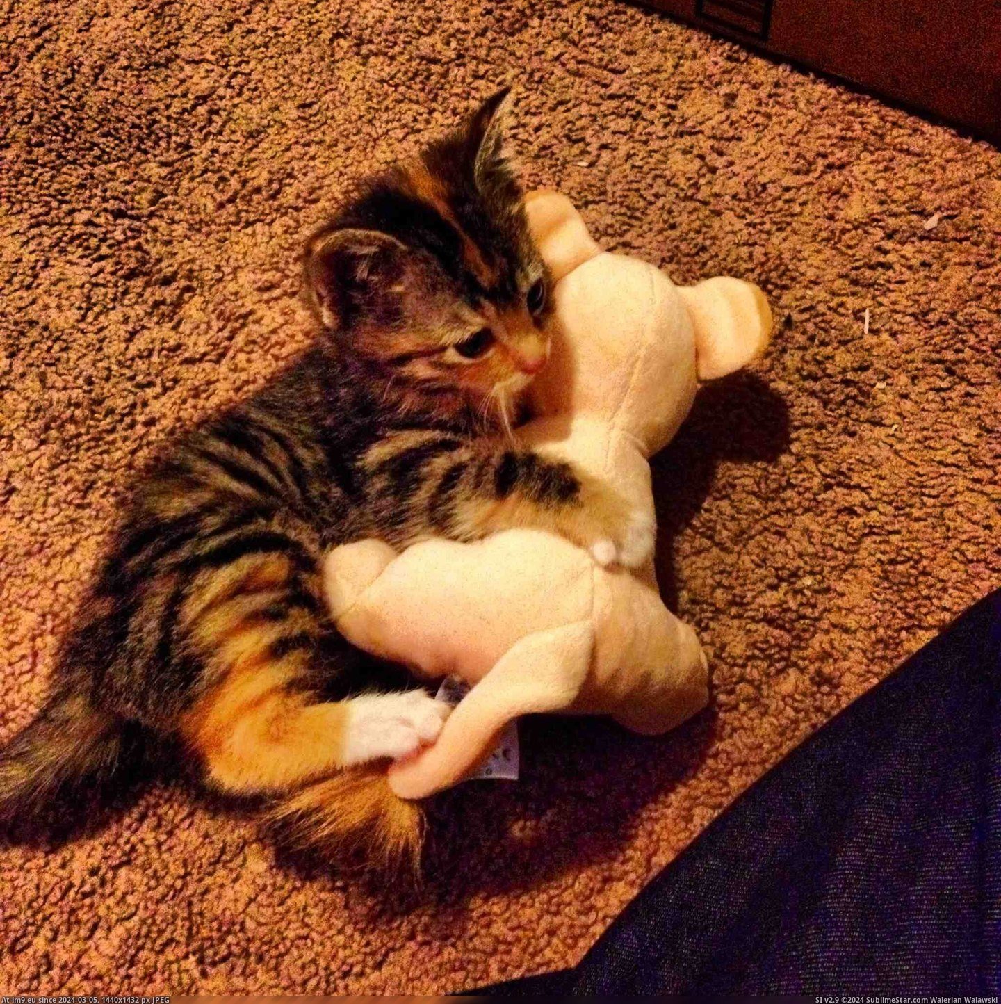 #Cats #Cat #Got #Nala #Obsessed #She #Animal #Stuffed [Cats] So i got my cat, Nala, a stuffed animal Nala, and she is obsessed with it Pic. (Image of album My r/CATS favs))