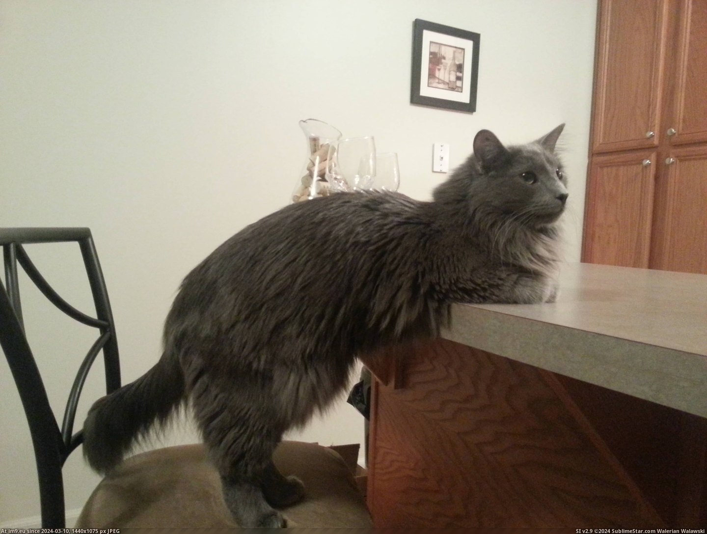 #Cats #One #Cat #Counters #Progressed #Isn #Allowed #Paw [Cats] So my cat isn't allowed on the counters..it started with just one paw up and has progressed to this... Pic. (Image of album My r/CATS favs))