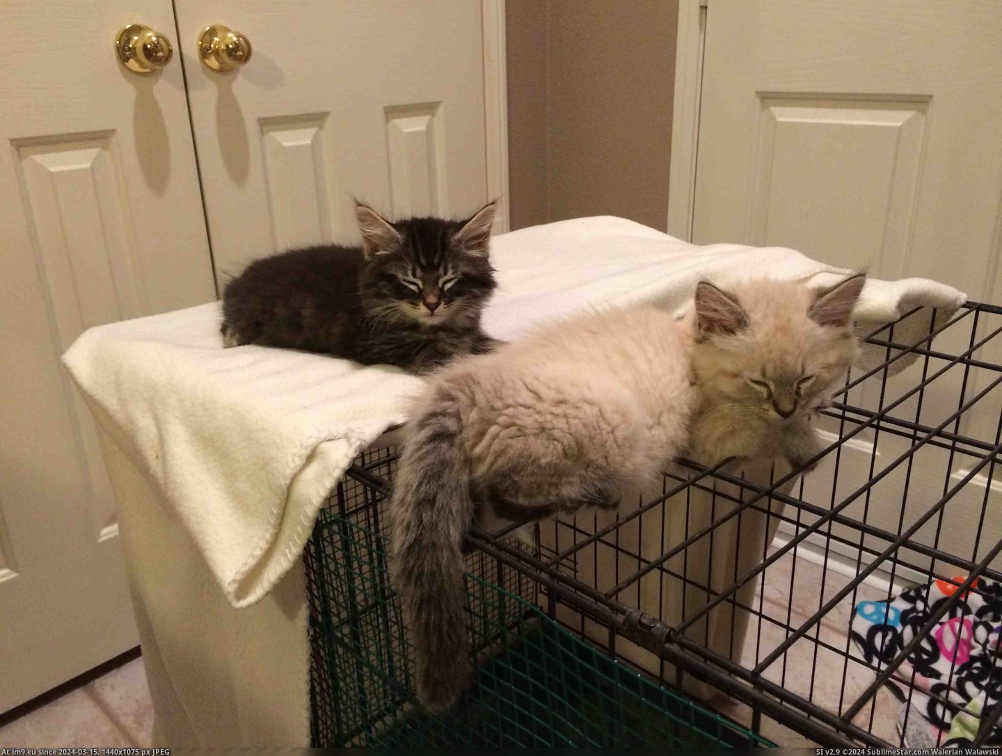 #Cats #Bed #Cage #Comfy #Soft #Wire [Cats] somehow a wire cage is more comfy than a soft bed Pic. (Image of album My r/CATS favs))