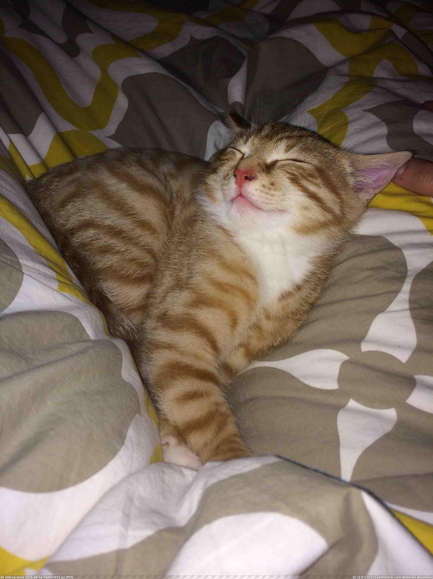 #Cats #Sleepy #Hint #Cat [Cats] Someone's sleepy! (hint- the cat) Pic. (Image of album My r/CATS favs))