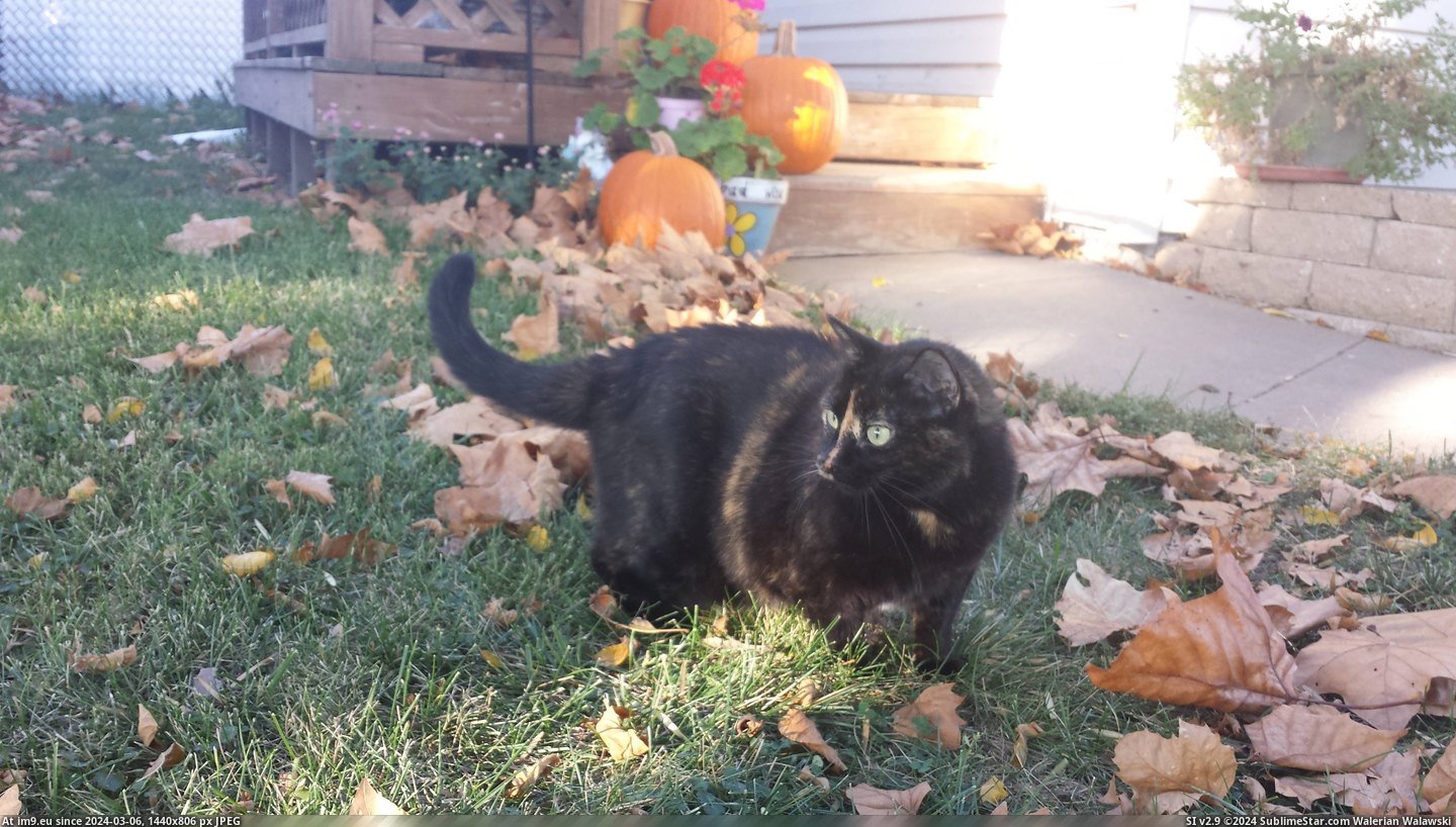 #Cats #Day #Fall #Stella #Nice #Enjoying [Cats] Stella enjoying a nice fall day Pic. (Obraz z album My r/CATS favs))