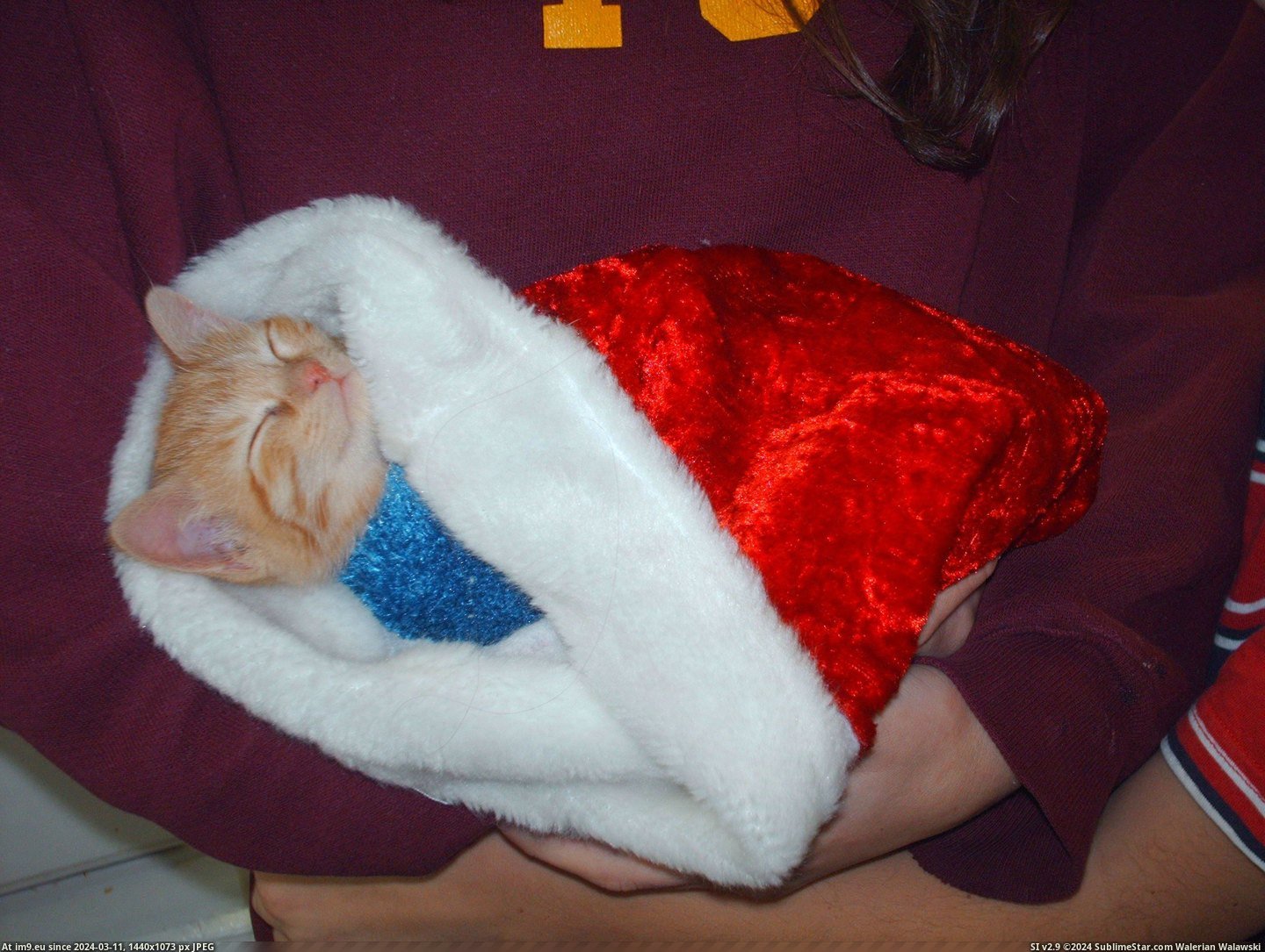 #Cats #Stuffer #Stocking [Cats] Stocking stuffer Pic. (Image of album My r/CATS favs))