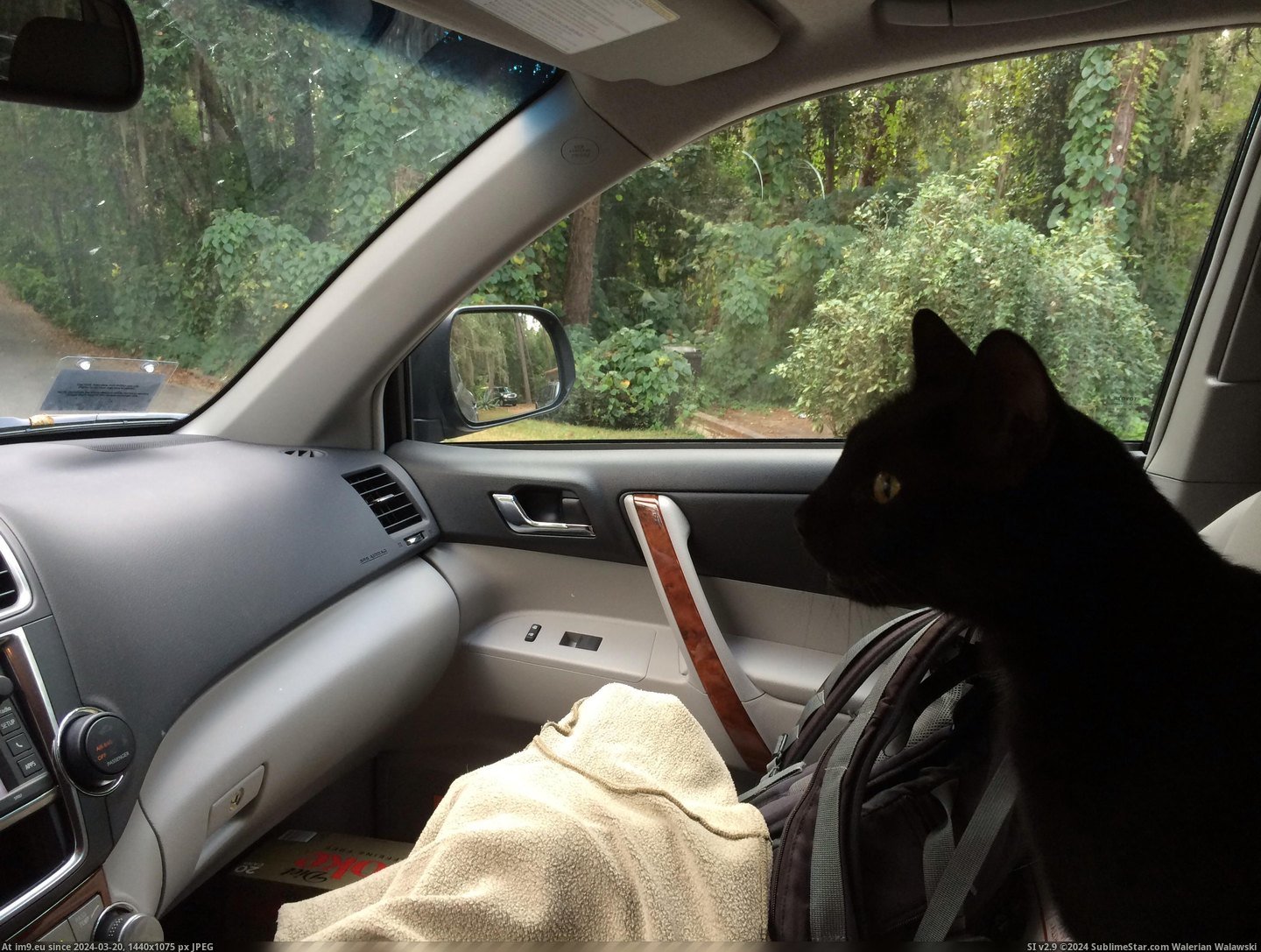 #Cats  #Stowaway [Cats] Stowaway! Pic. (Image of album My r/CATS favs))