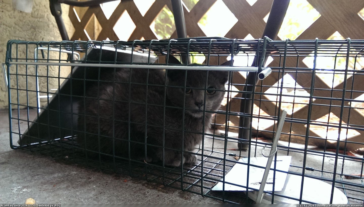 #Cats #Old #People #Kitten #Feral #Spoil #6wk #Trap #Caught #Idea #Squirrel [Cats] This 6wk old feral kitten is caught in a squirrel trap. He has no idea that he found people who are about to spoil him to Pic. (Image of album My r/CATS favs))