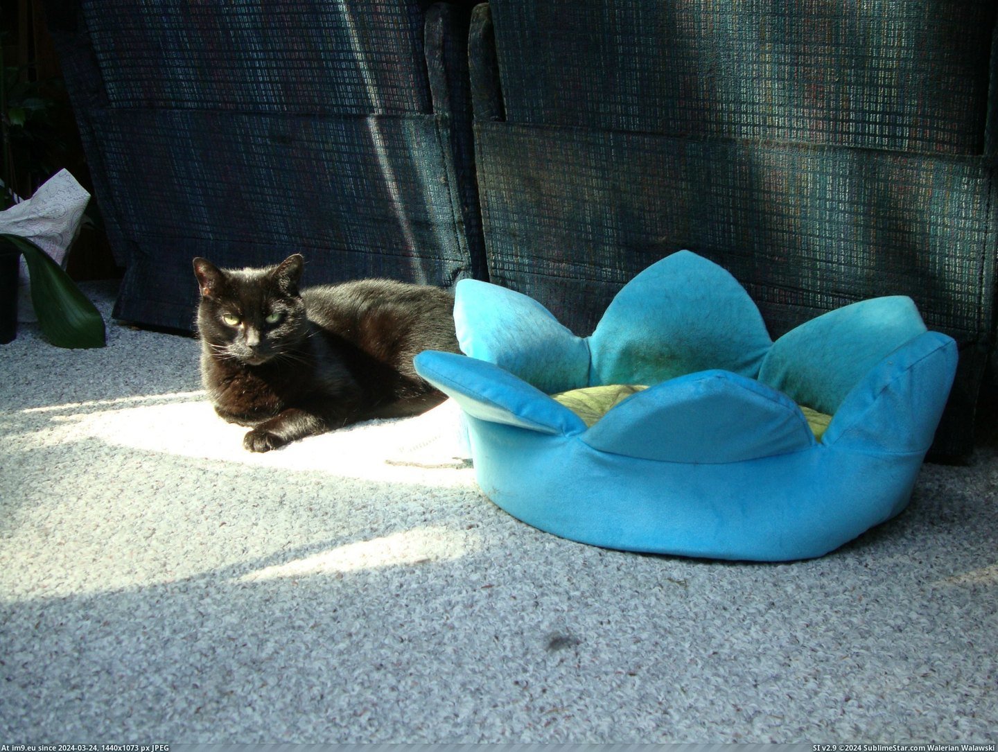 #Girl #Got #Priorities #Cats [Cats] This girl's got priorities! Pic. (Bild von album My r/CATS favs))