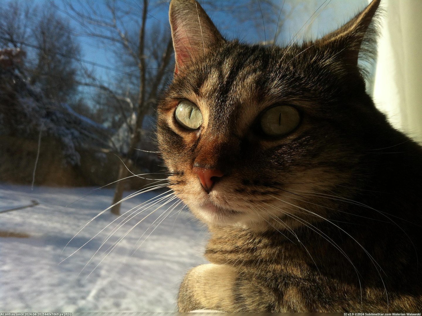 #Cats #She #Likes #Artemis #Watch #Snow [Cats] This is Artemis. She likes to watch the snow. Pic. (Image of album My r/CATS favs))