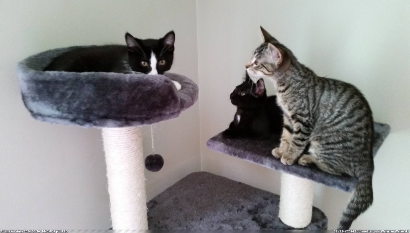 #Cats #Time #Kittens #Foster #Staring #Met #Brother [Cats] This is the first time my kittens met their foster brother.. they have been following him around and staring at him all d Pic. (Image of album My r/CATS favs))