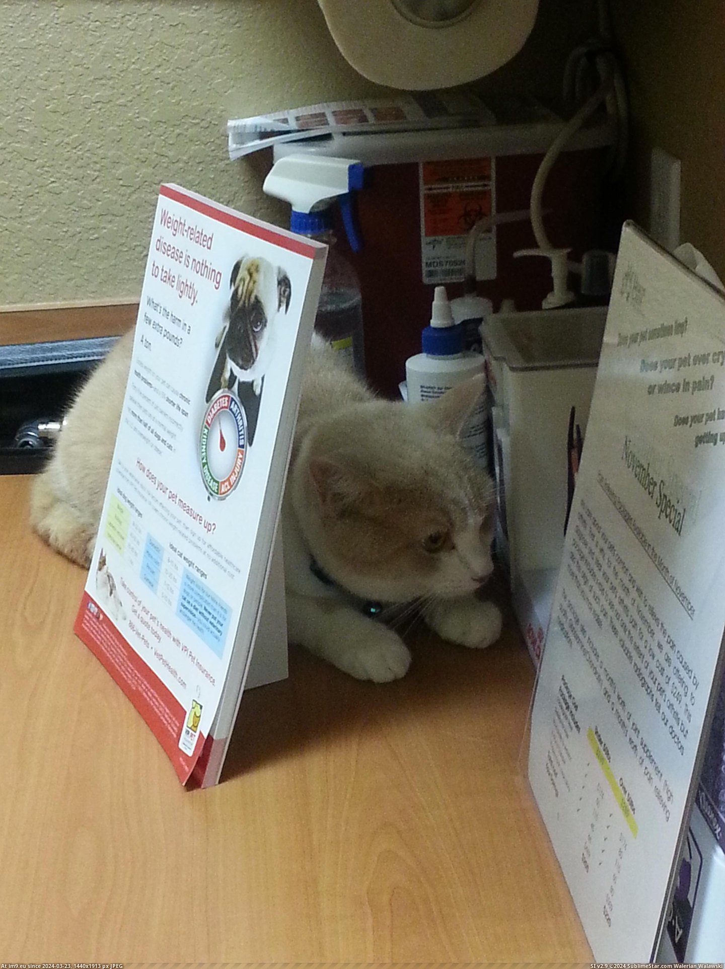 #Cats #Vet #Instantly #Cat [Cats] Took my cat to the vet, he tried to hide instantly 2 Pic. (Image of album My r/CATS favs))