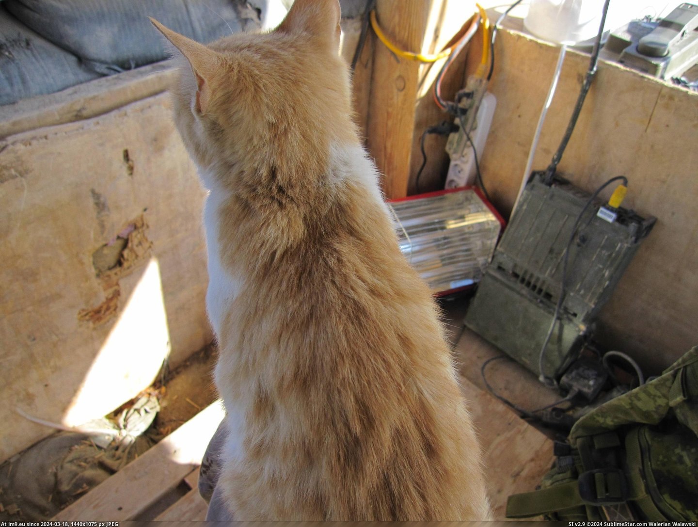 #Cats #Guard #Camp #Afghanistan #Cheetah #Tower #Helping [Cats] Tower Cheetah helping me guard my camp in Afghanistan. 10 Pic. (Image of album My r/CATS favs))