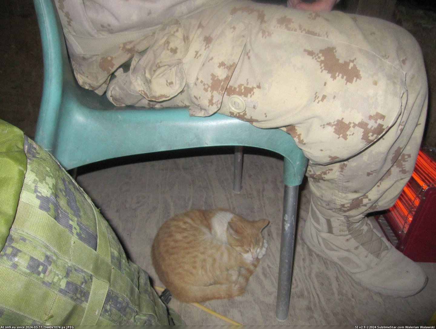 #Cats #Guard #Camp #Afghanistan #Cheetah #Tower #Helping [Cats] Tower Cheetah helping me guard my camp in Afghanistan. 2 Pic. (Image of album My r/CATS favs))