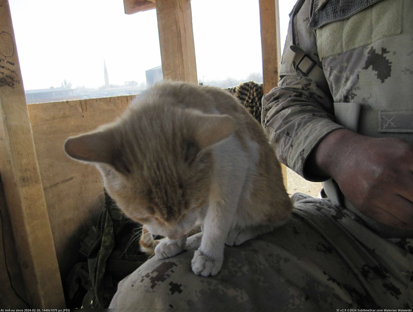#Cats #Guard #Camp #Afghanistan #Cheetah #Tower #Helping [Cats] Tower Cheetah helping me guard my camp in Afghanistan. 3 Pic. (Image of album My r/CATS favs))