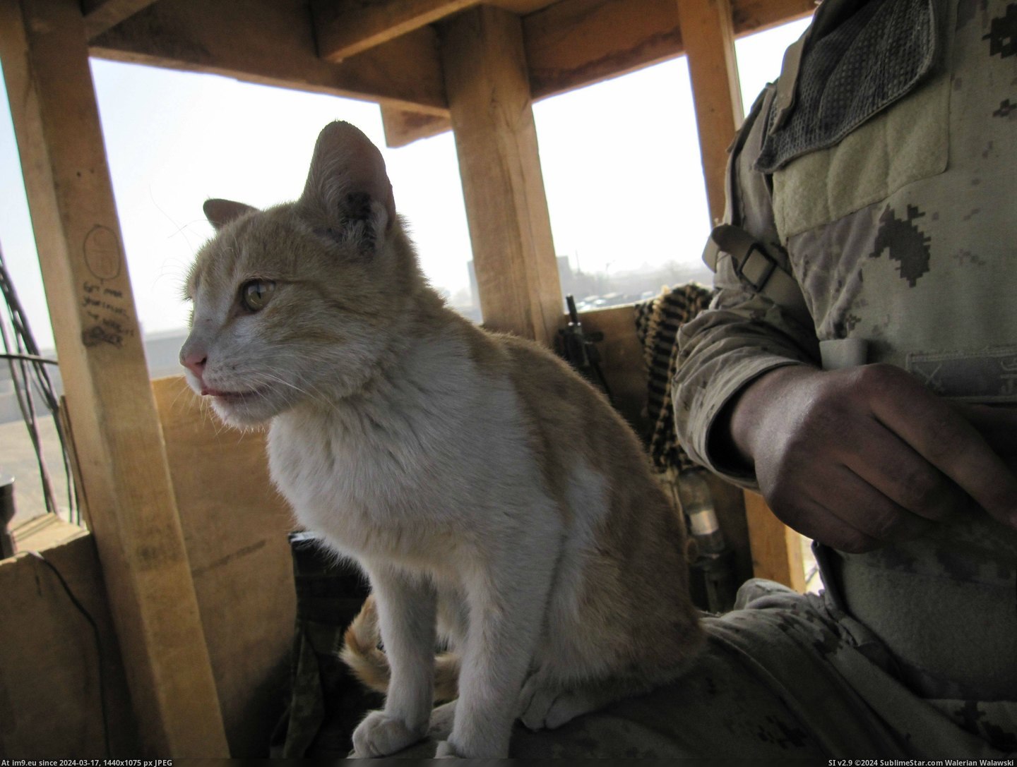 #Cats #Guard #Camp #Afghanistan #Cheetah #Tower #Helping [Cats] Tower Cheetah helping me guard my camp in Afghanistan. 6 Pic. (Image of album My r/CATS favs))