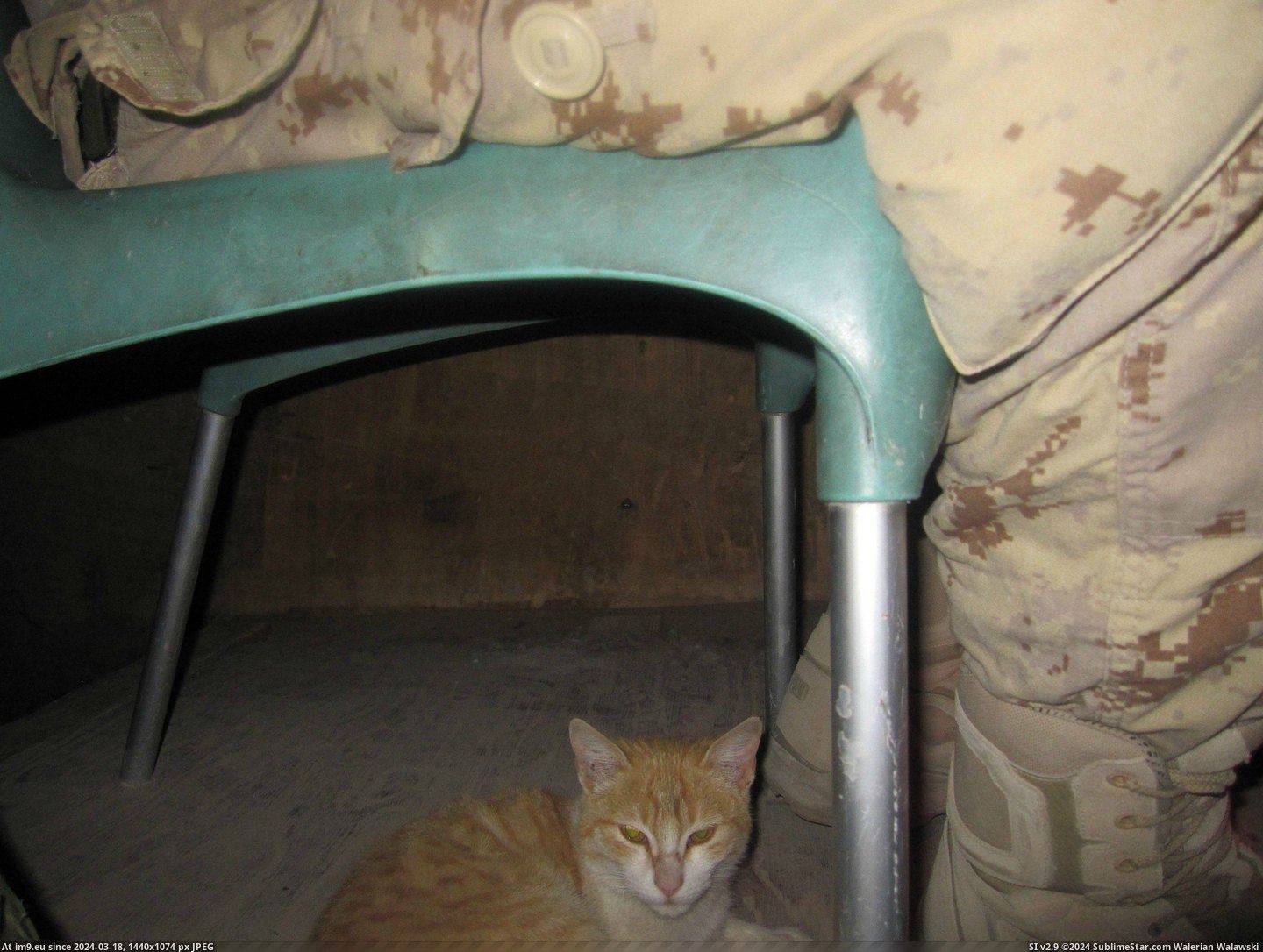 #Cats #Guard #Camp #Afghanistan #Cheetah #Tower #Helping [Cats] Tower Cheetah helping me guard my camp in Afghanistan. 8 Pic. (Image of album My r/CATS favs))