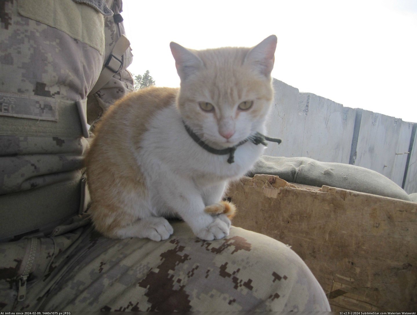 #Cats #Guard #Camp #Afghanistan #Cheetah #Tower #Helping [Cats] Tower Cheetah helping me guard my camp in Afghanistan. 9 Pic. (Изображение из альбом My r/CATS favs))