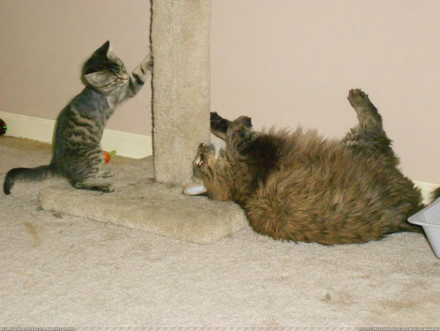#Cats #Beautiful #Tripod #Story #Trinity [Cats] Trinity's story (my beautiful tripod). 19 Pic. (Image of album My r/CATS favs))