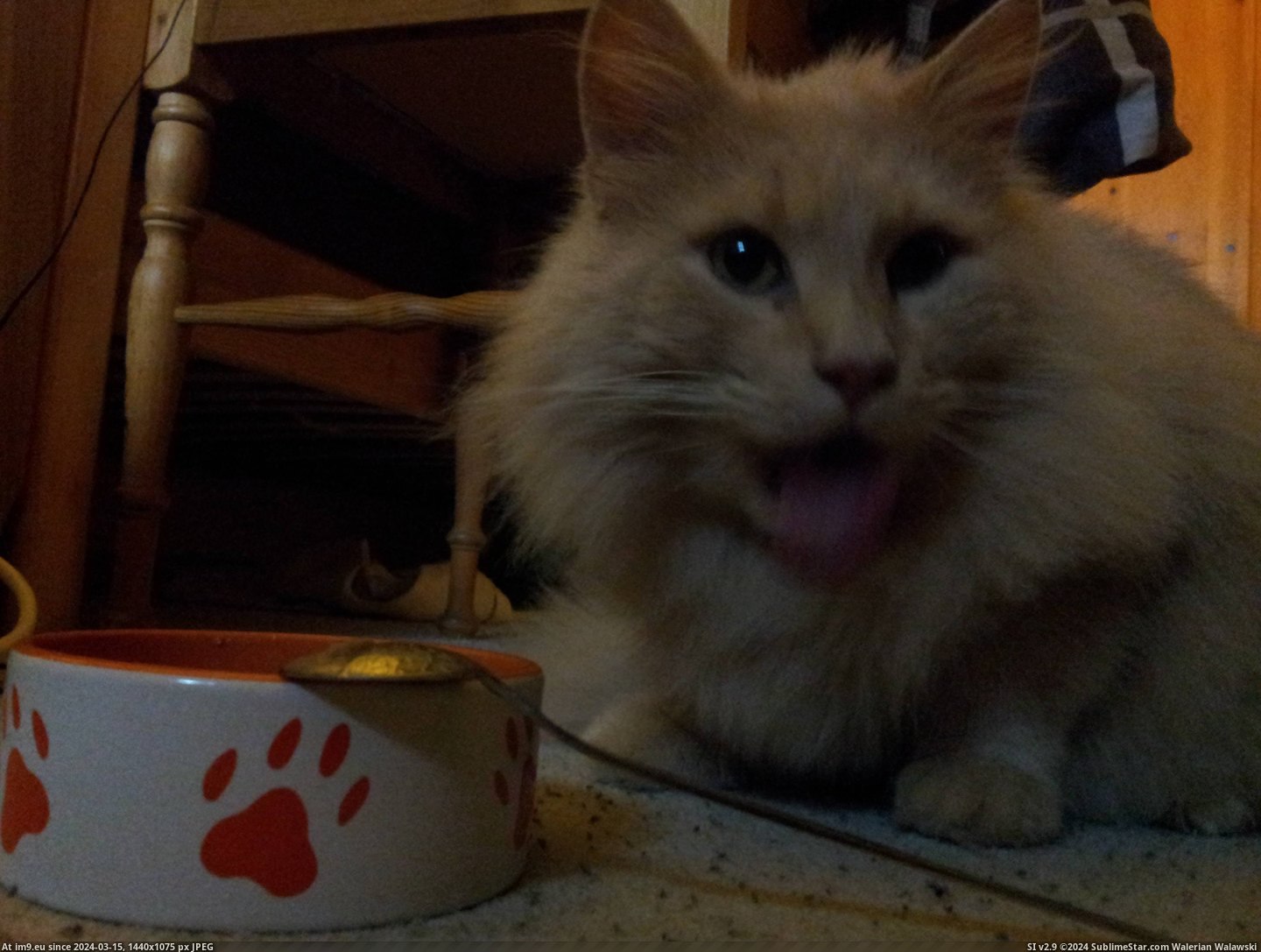 #Cats #For #Update #All #Amazing #Him #Food #Pet [Cats] [update] Thanks for all the amazing tips. Managed to 'bribe' him with some food. He also allowed me to pet him and snap a Pic. (Изображение из альбом My r/CATS favs))
