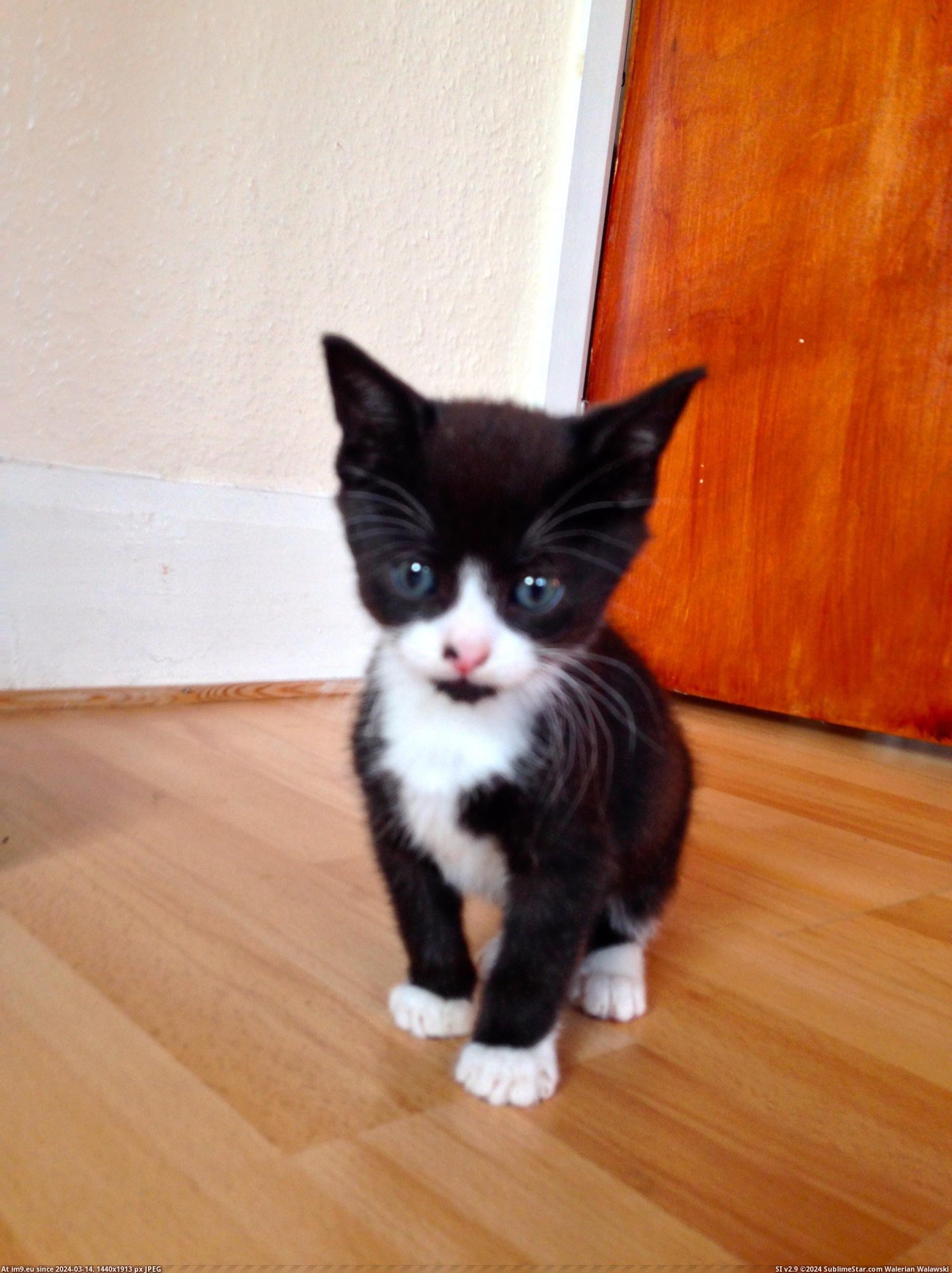 #Cats #Kitten #Miyagi #Vincenzo #Forgotten #Offspring [Cats] Vincenzo the kitten: Mr Miyagi's forgotten offspring Pic. (Obraz z album My r/CATS favs))
