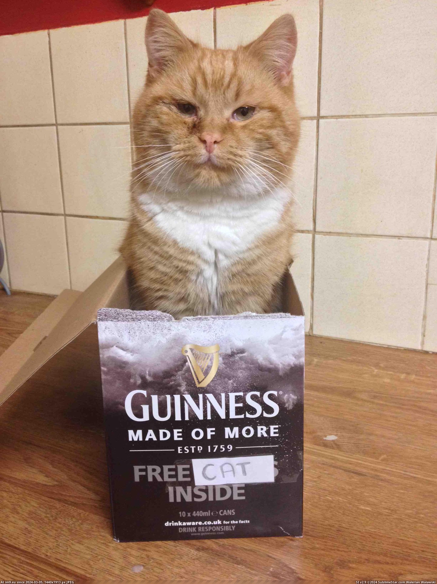 #Cats #You #Purchase #Guinness #Get #Free [Cats] With every purchase of Guinness, you get a free... Pic. (Изображение из альбом My r/CATS favs))