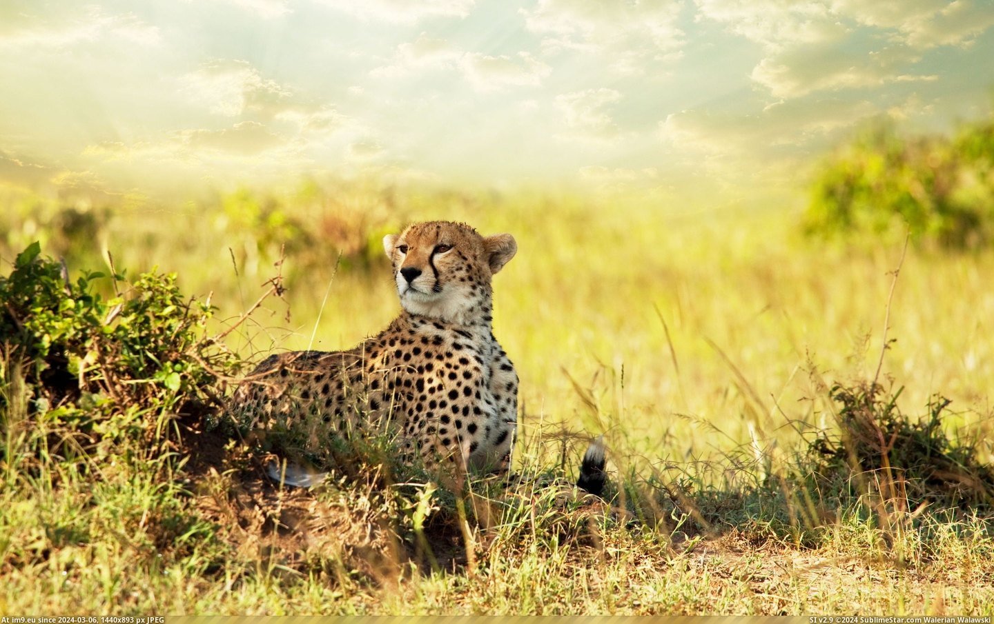 #Wallpaper #Wide #Savanna #Africa #Cheetah Cheetah Savanna Africa Wide HD Wallpaper Pic. (Obraz z album Unique HD Wallpapers))