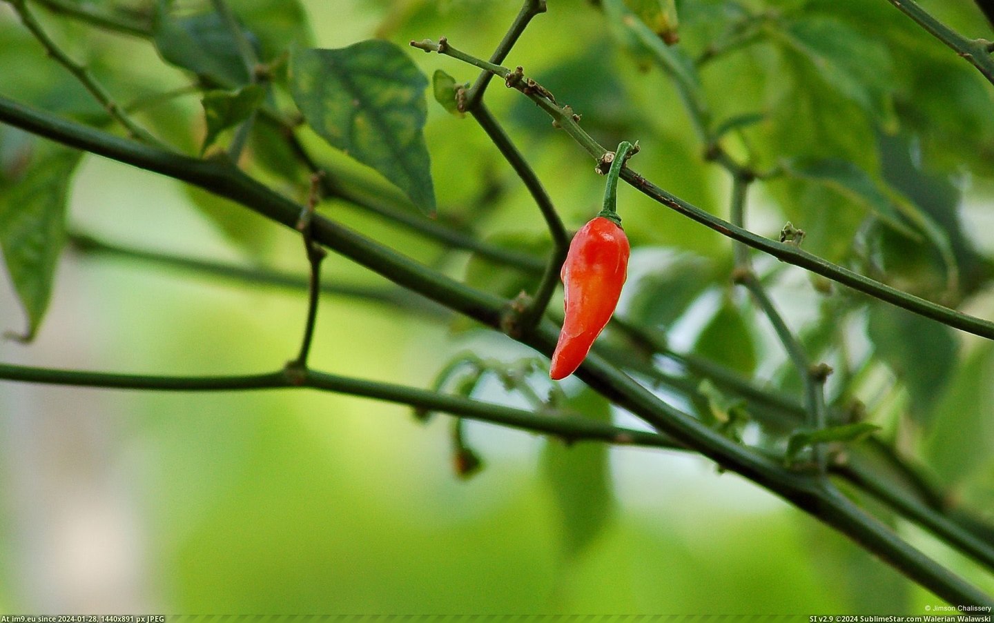 Chili Pepper (in 1920x1200 wallpapers HD)