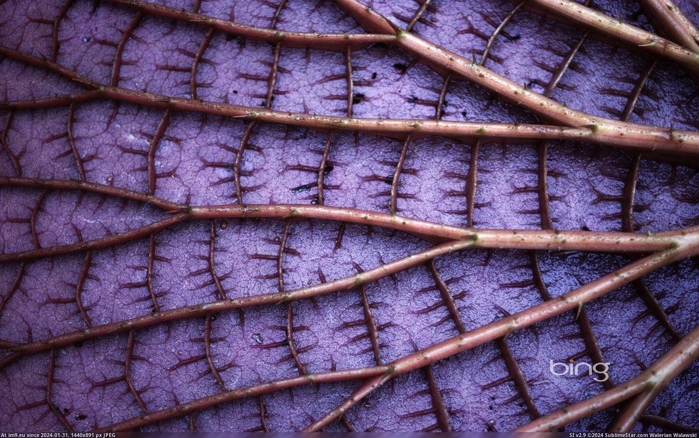 Detail of the underside of a giant Amazon water lily, Amazonas State, Brazil (© Getty Images) (in Best photos of February 2013)