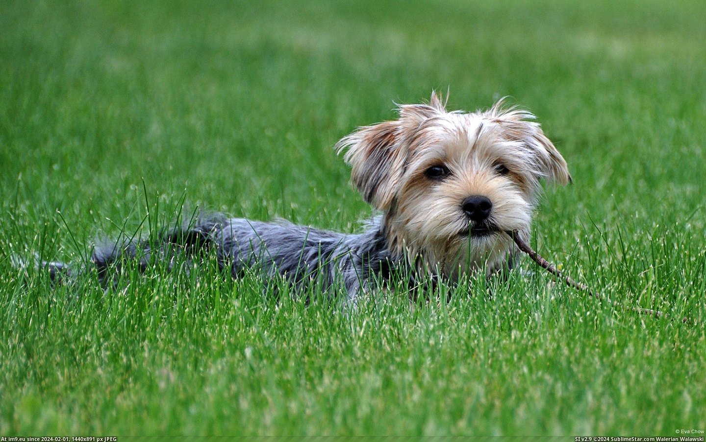 Dog in Green Grass (in 1920x1200 wallpapers HD)