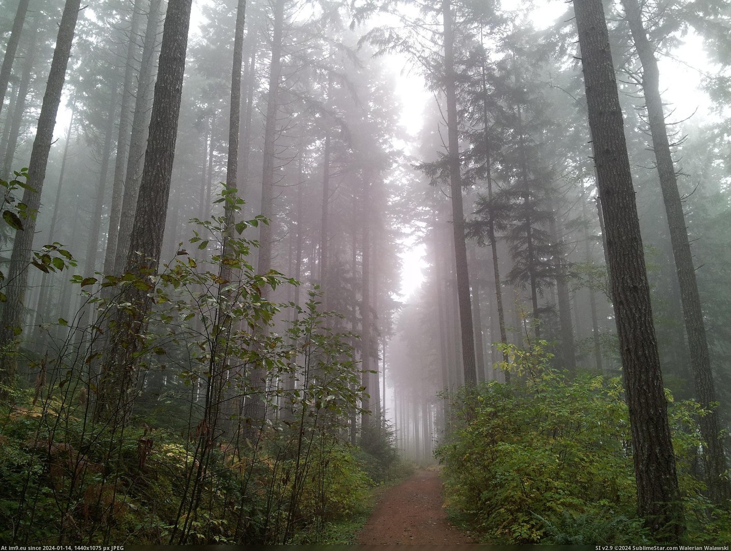 #Photo #Day #Wallpaper #Trees #Fog #Foggy #Nanaimo #Forest #Road #3264x2448 [Earthporn] A foggy day along a forest road, Nanaimo, BC. [OC] [3264x2448] Pic. (Obraz z album My r/EARTHPORN favs))